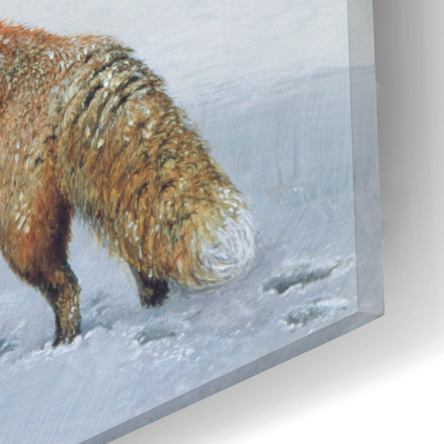 Epic Art 'Fox In Snow' by Harro Maass, Acrylic Glass Wall Art,16x24