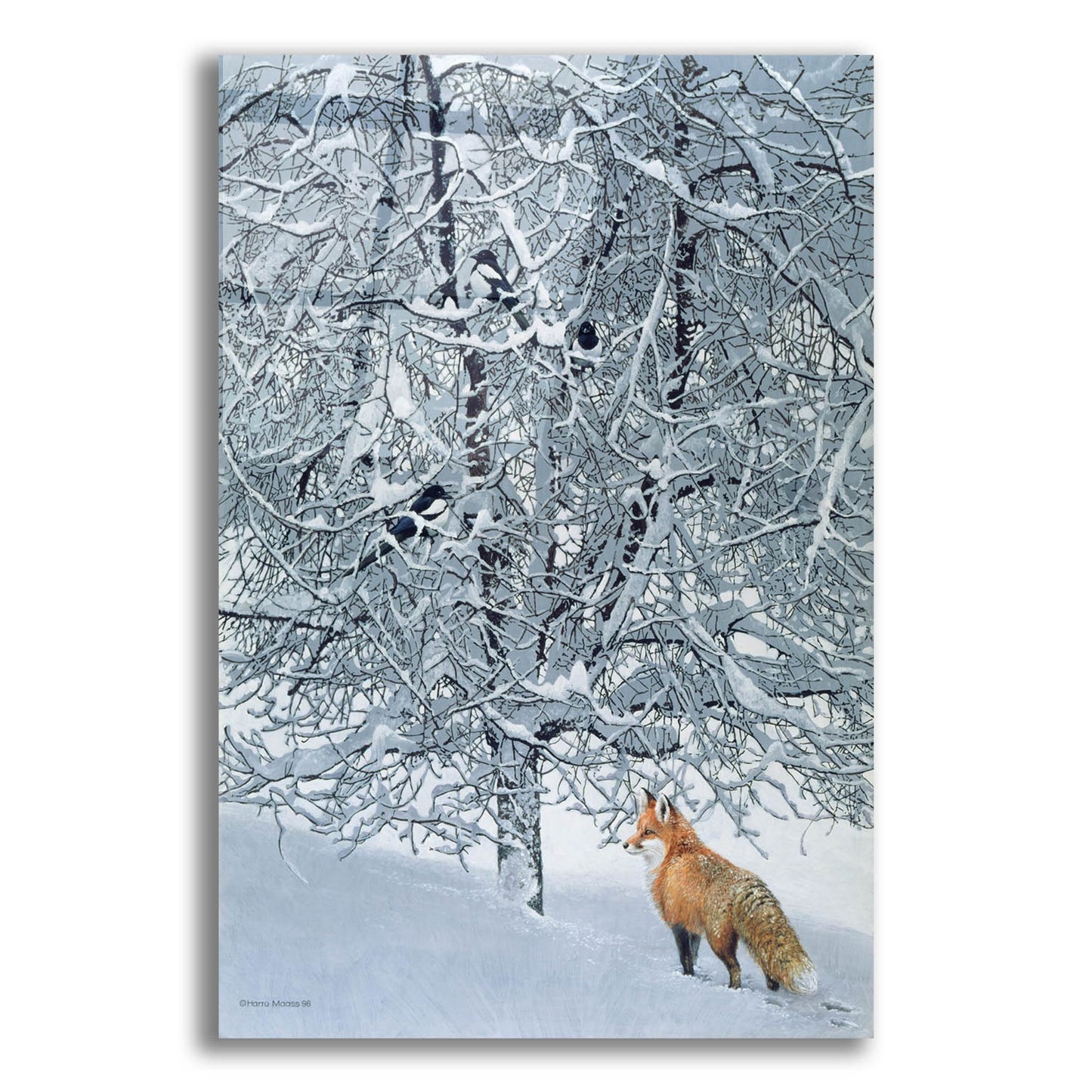 Epic Art 'Fox In Snow' by Harro Maass, Acrylic Glass Wall Art,16x24