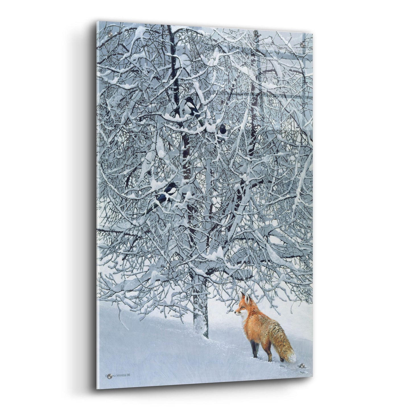 Epic Art 'Fox In Snow' by Harro Maass, Acrylic Glass Wall Art,24x36
