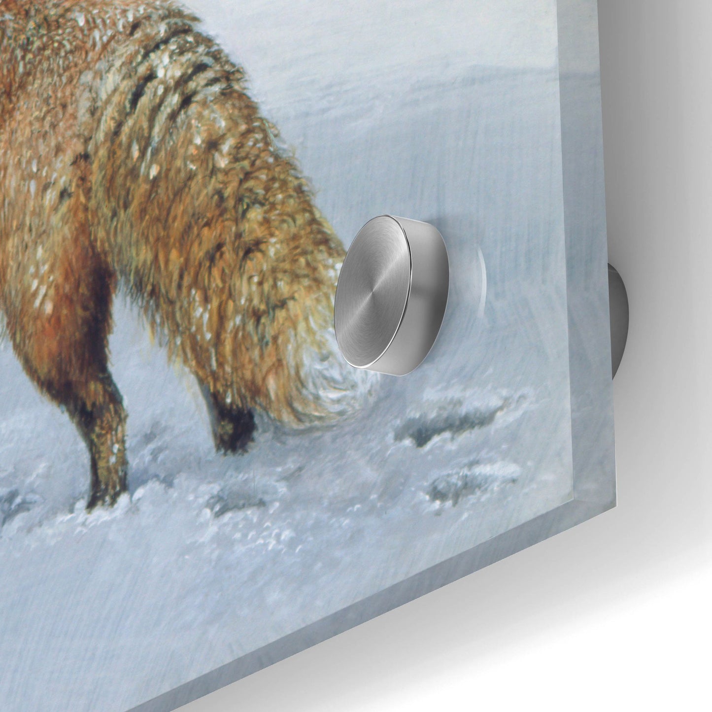 Epic Art 'Fox In Snow' by Harro Maass, Acrylic Glass Wall Art,24x36