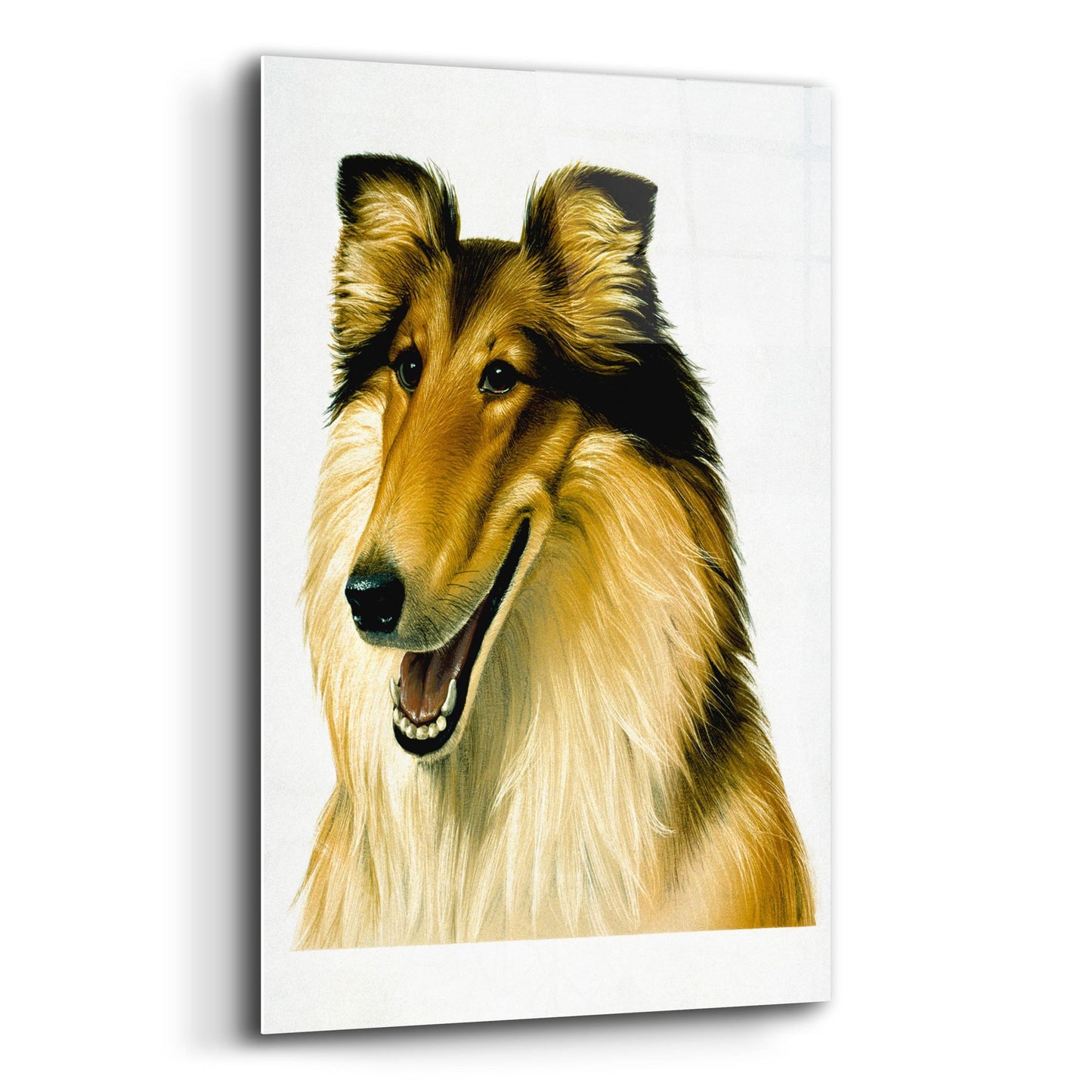 Epic Art 'Smiling Colli' by Harro Maass, Acrylic Glass Wall Art,16x24