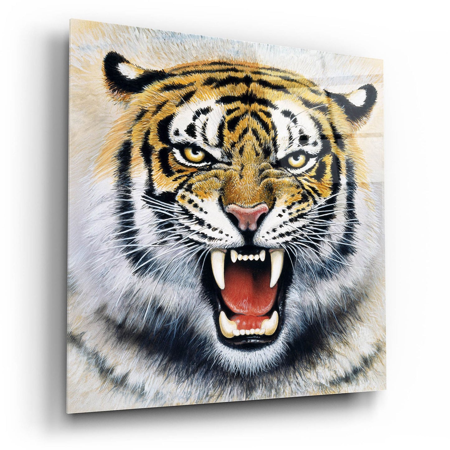 Epic Art 'Tiger' by Harro Maass, Acrylic Glass Wall Art,12x12