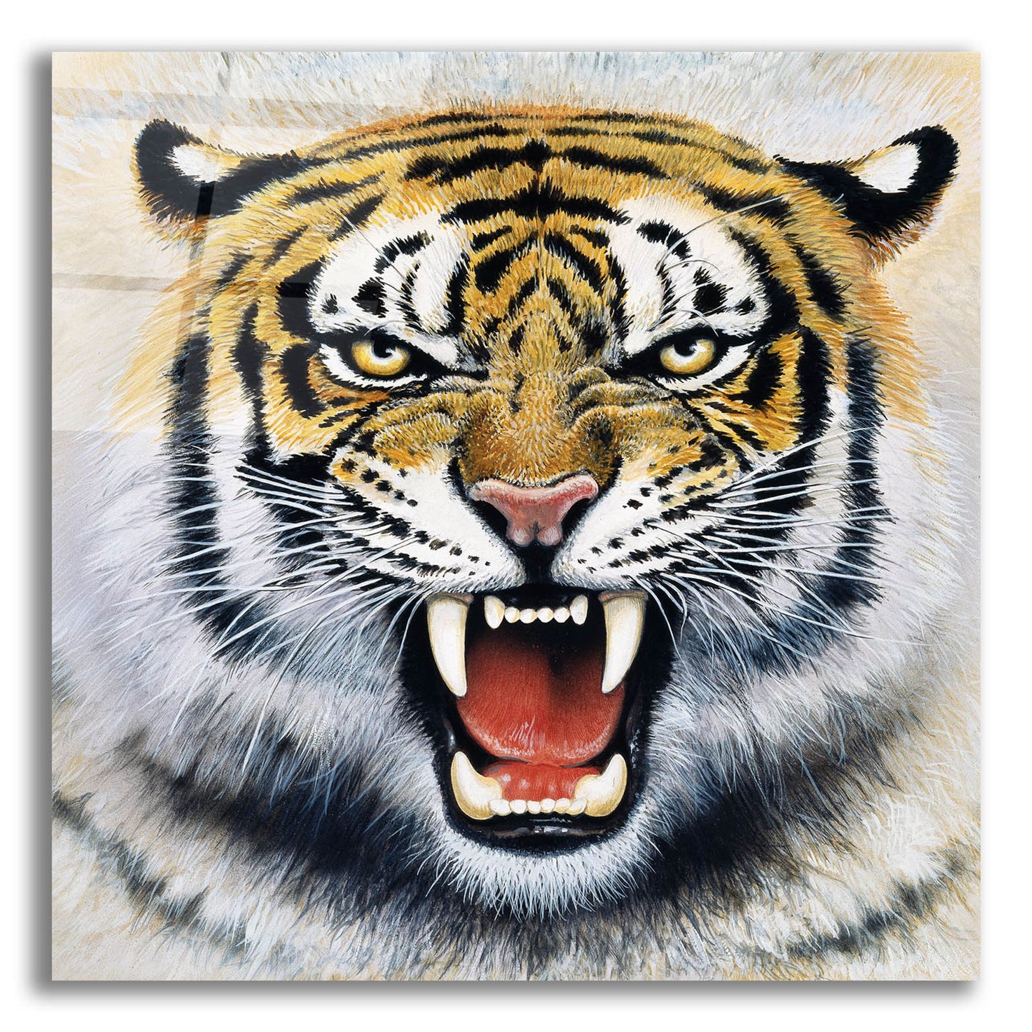 Epic Art 'Tiger' by Harro Maass, Acrylic Glass Wall Art,12x12