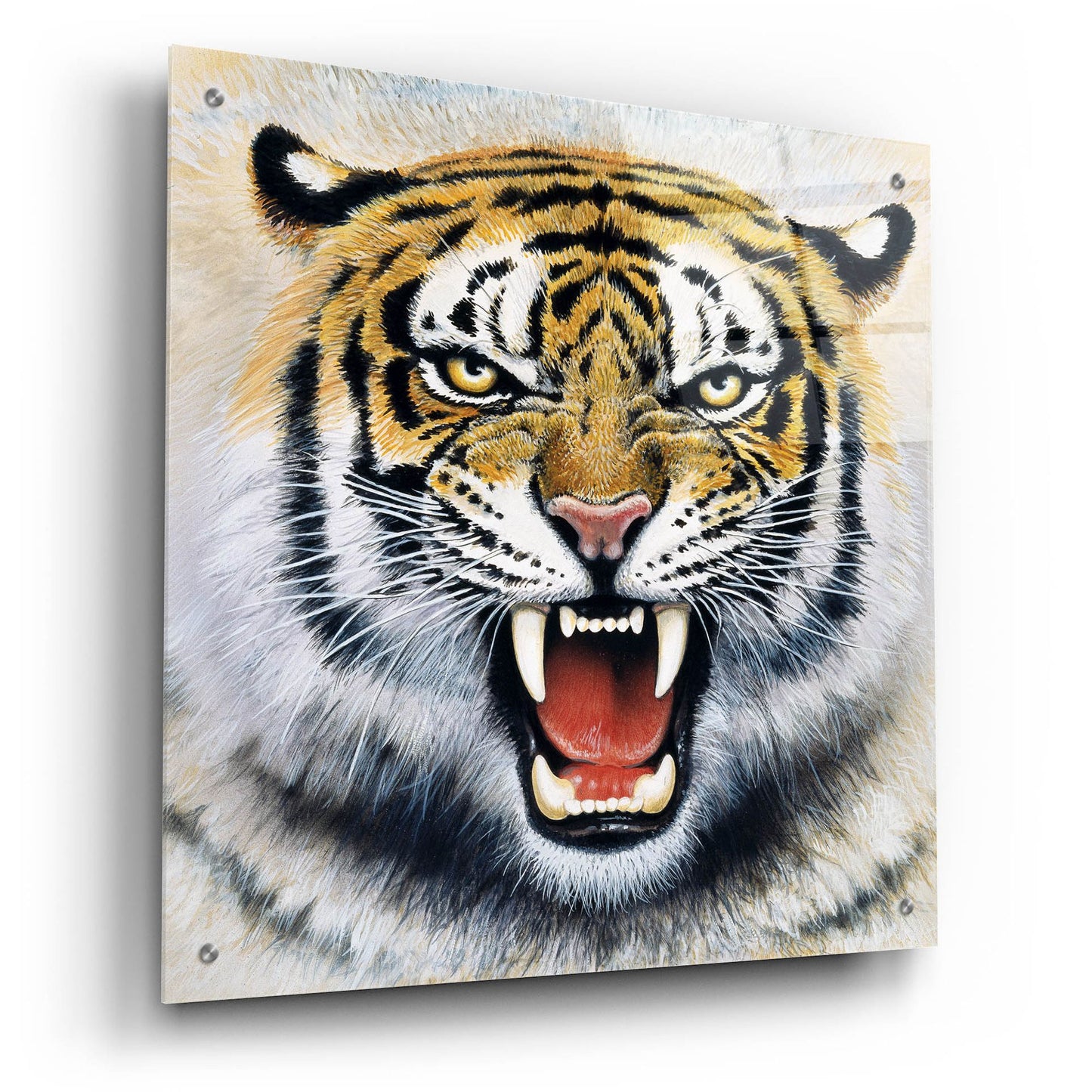 Epic Art 'Tiger' by Harro Maass, Acrylic Glass Wall Art,24x24