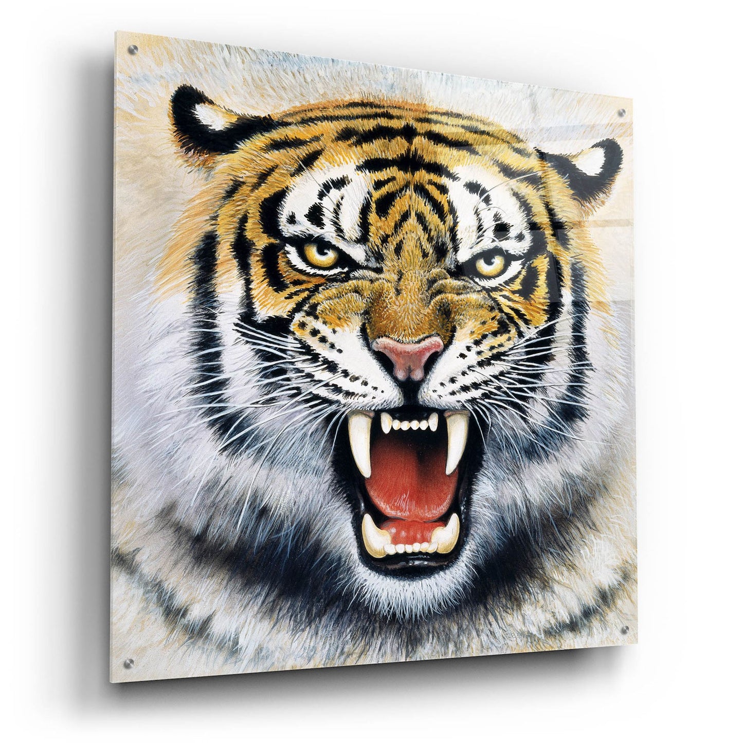 Epic Art 'Tiger' by Harro Maass, Acrylic Glass Wall Art,36x36