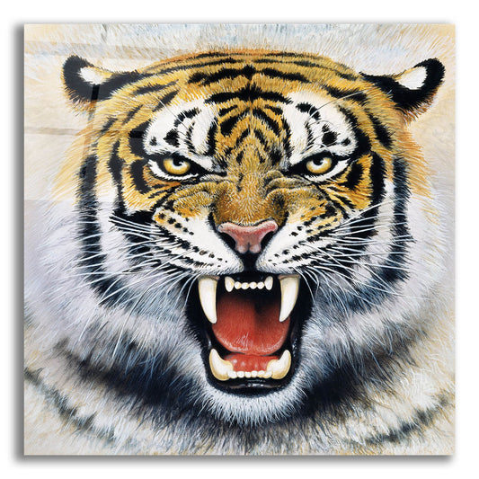 Epic Art 'Tiger' by Harro Maass, Acrylic Glass Wall Art