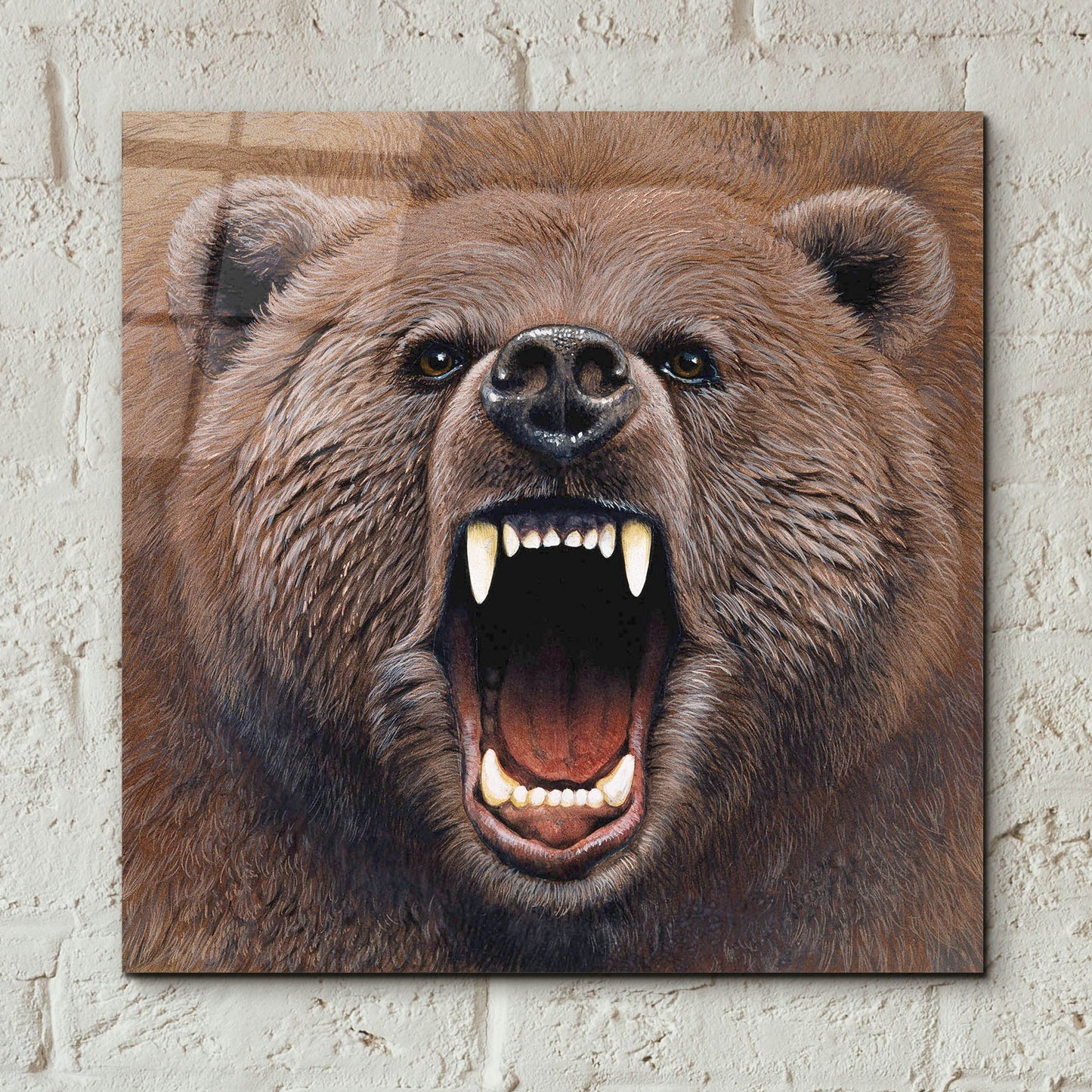 Epic Art 'Bear 2' by Harro Maass, Acrylic Glass Wall Art,12x12