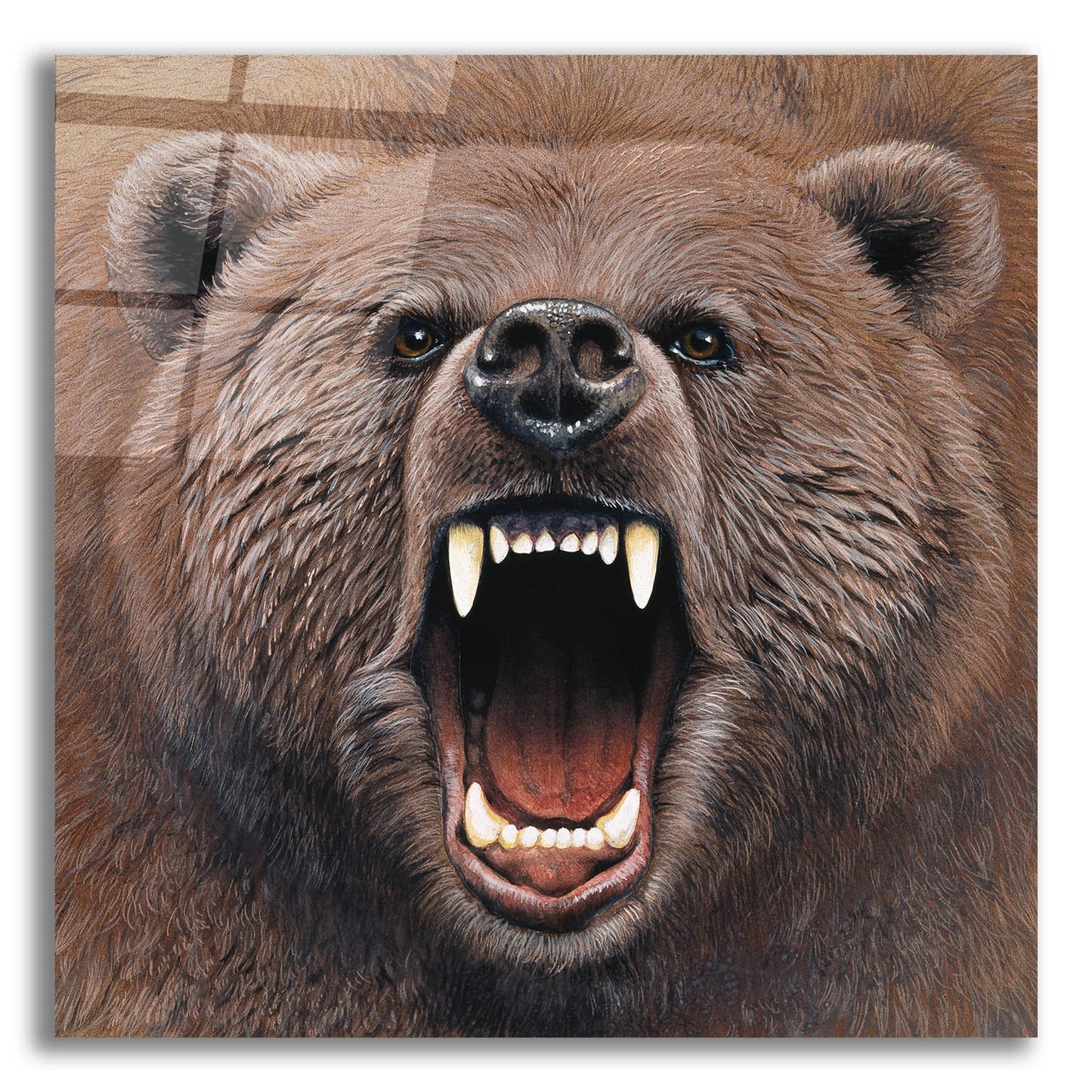 Epic Art 'Bear 2' by Harro Maass, Acrylic Glass Wall Art,12x12