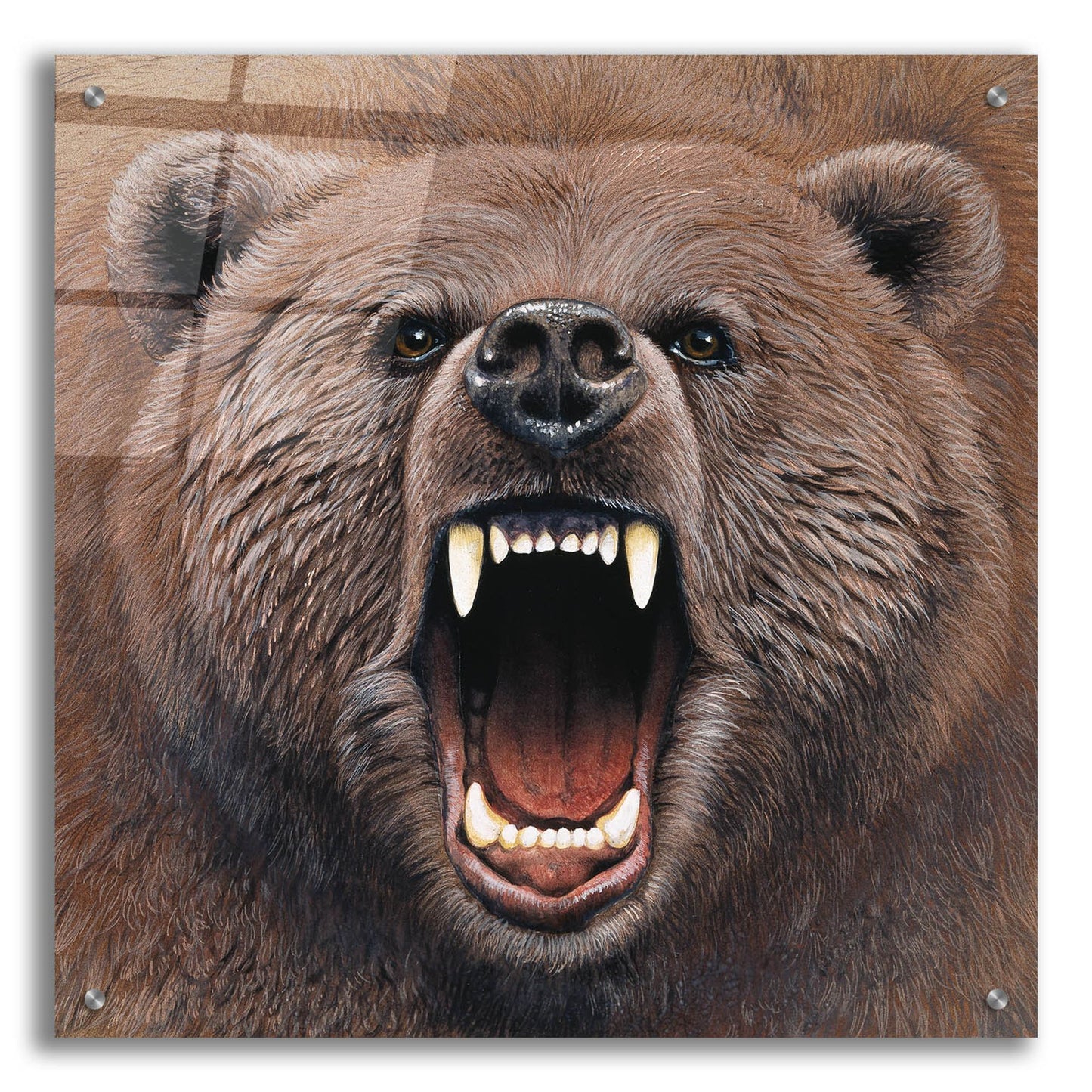 Epic Art 'Bear 2' by Harro Maass, Acrylic Glass Wall Art,24x24