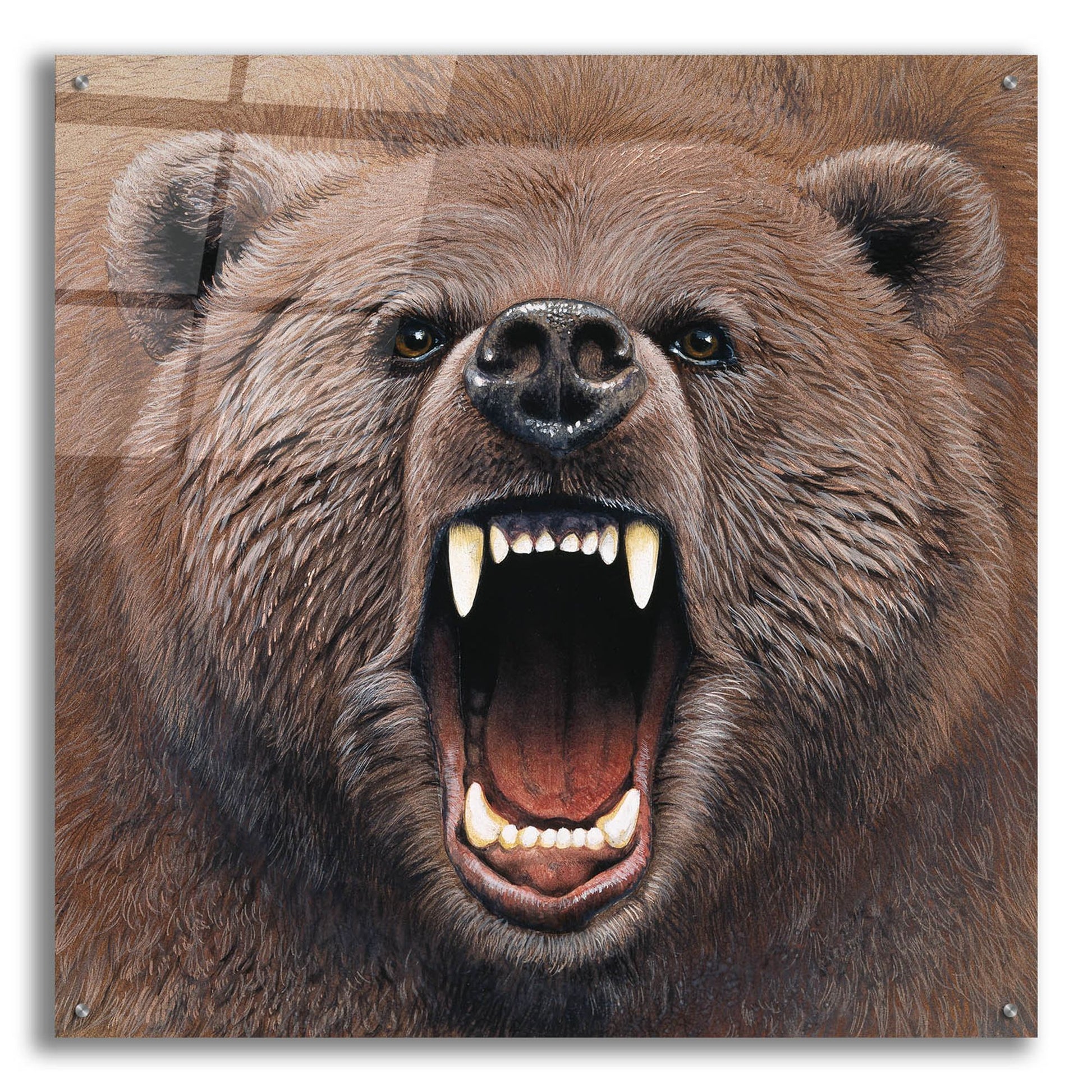 Epic Art 'Bear 2' by Harro Maass, Acrylic Glass Wall Art,36x36