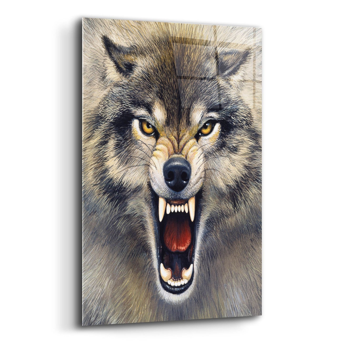 Epic Art 'Wolf' by Harro Maass, Acrylic Glass Wall Art,12x16