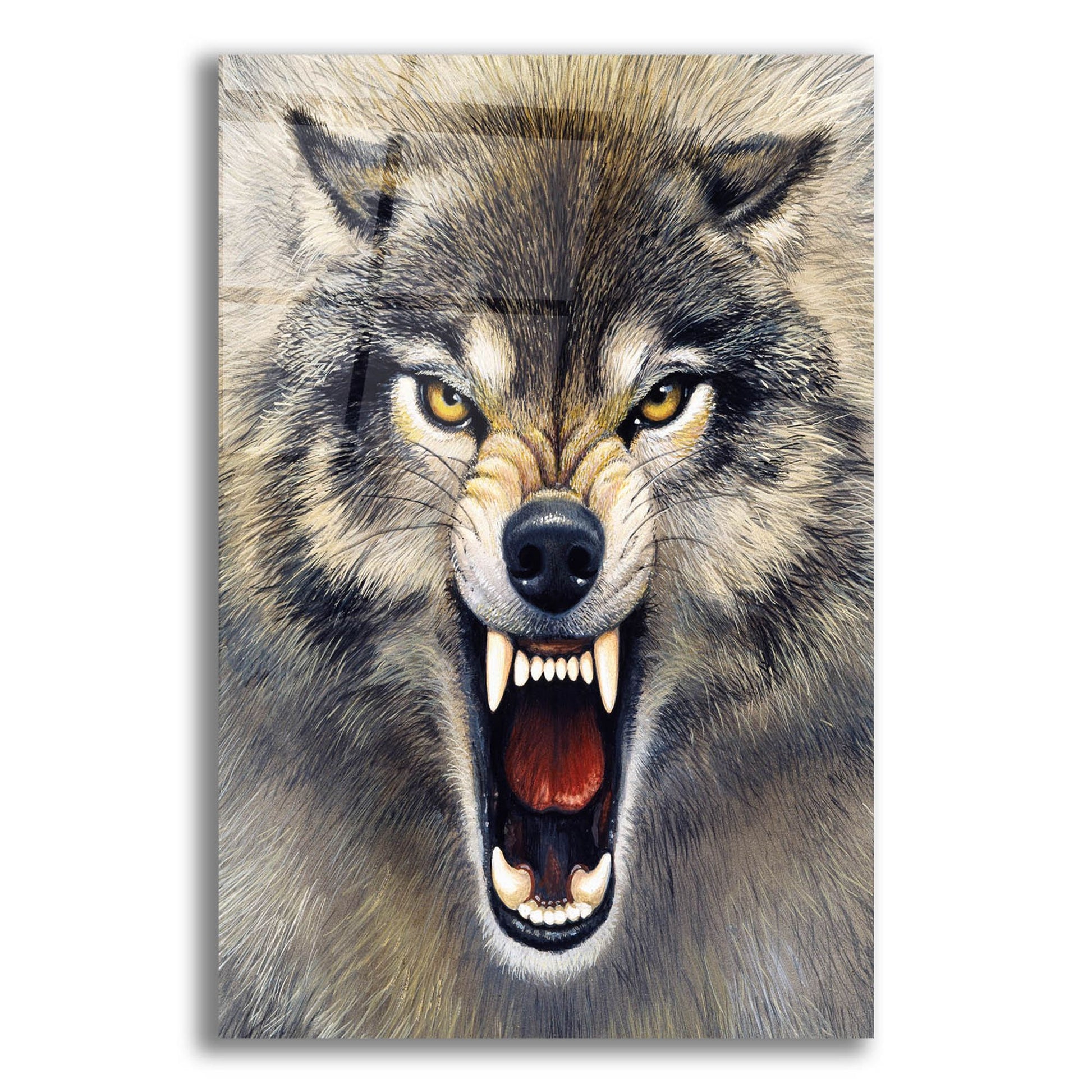 Epic Art 'Wolf' by Harro Maass, Acrylic Glass Wall Art,12x16