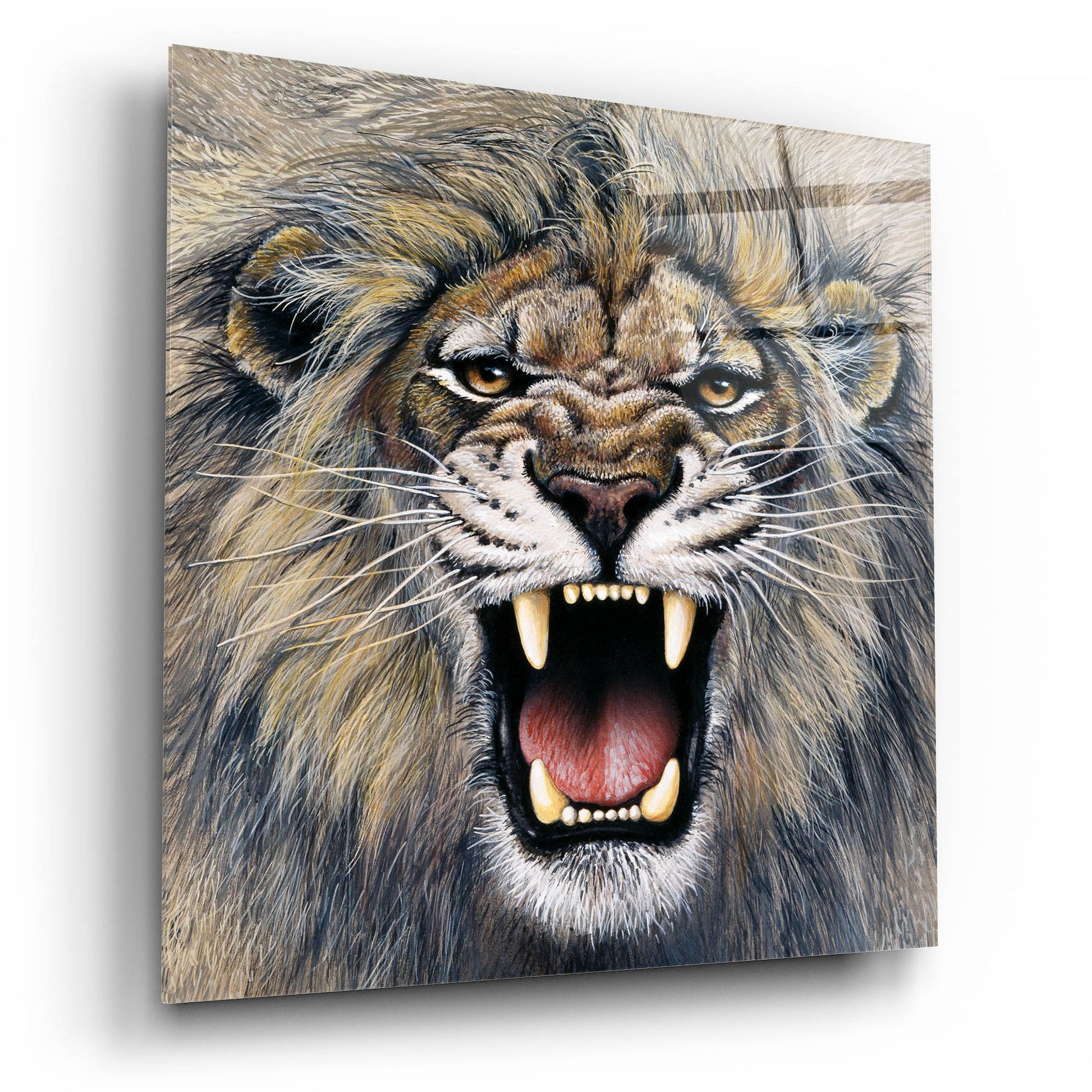 Epic Art 'Lion' by Harro Maass, Acrylic Glass Wall Art,12x12