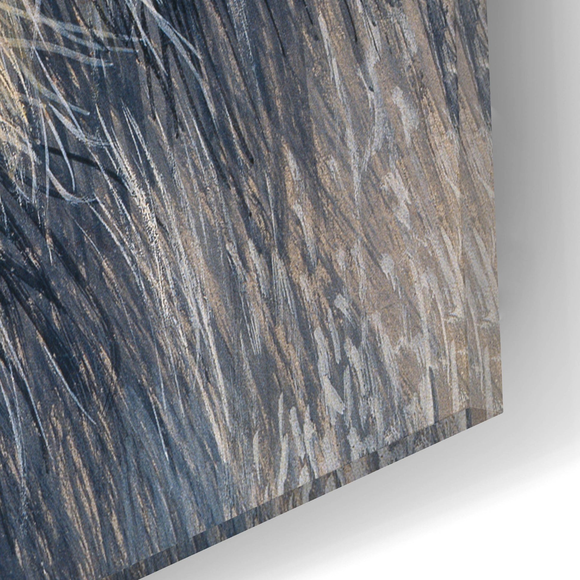Epic Art 'Lion' by Harro Maass, Acrylic Glass Wall Art,12x12