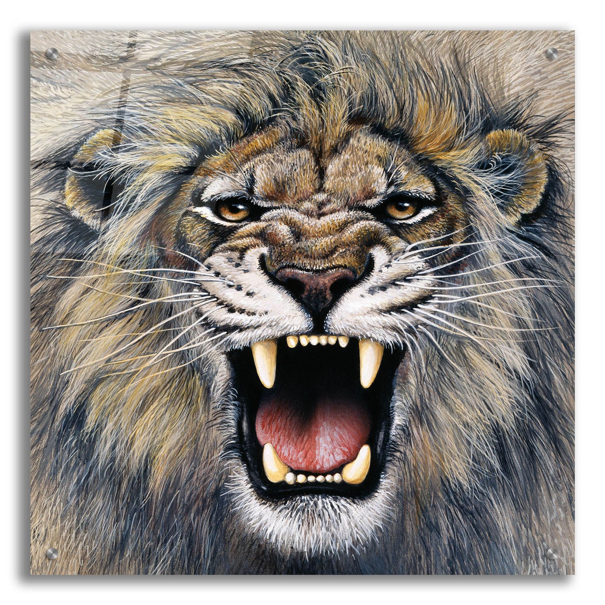 Epic Art 'Lion' by Harro Maass, Acrylic Glass Wall Art,24x24