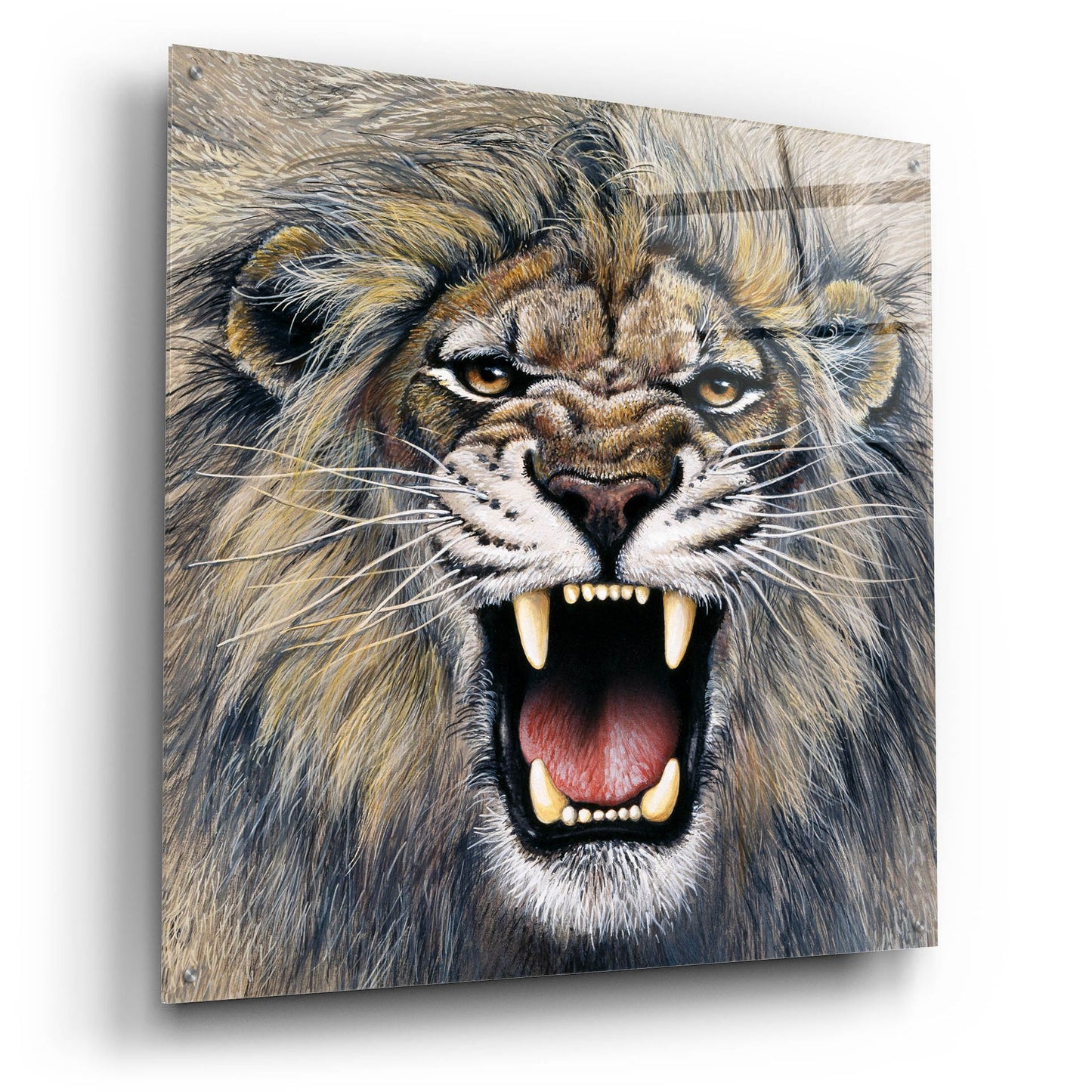 Epic Art 'Lion' by Harro Maass, Acrylic Glass Wall Art,36x36