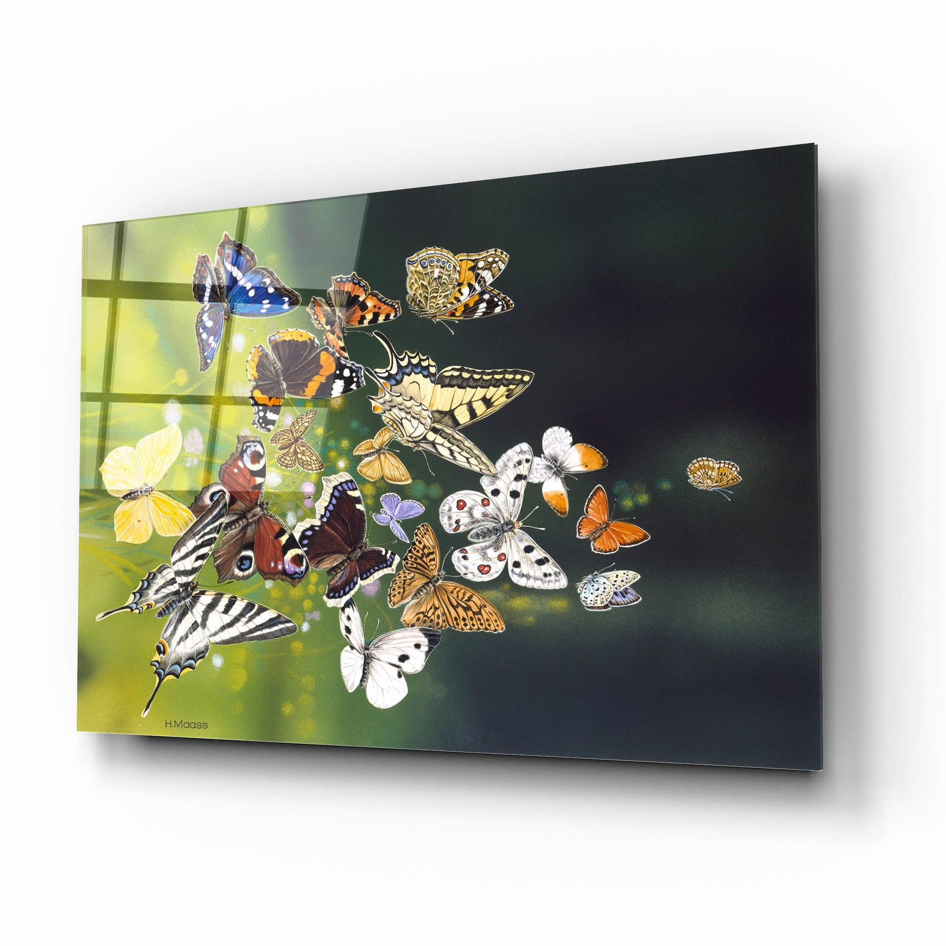 Epic Art 'Butterflies' by Harro Maass, Acrylic Glass Wall Art,16x12