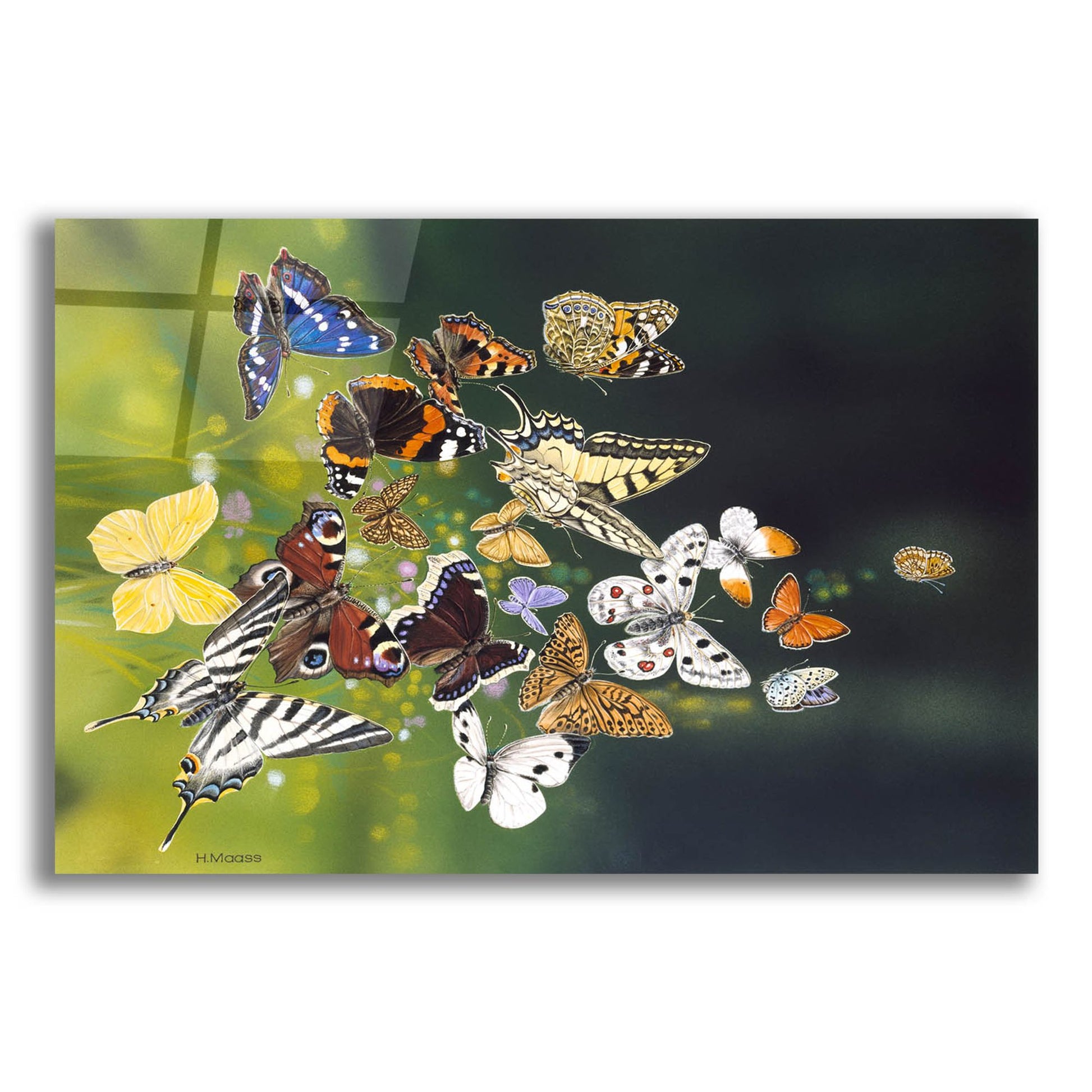 Epic Art 'Butterflies' by Harro Maass, Acrylic Glass Wall Art,16x12