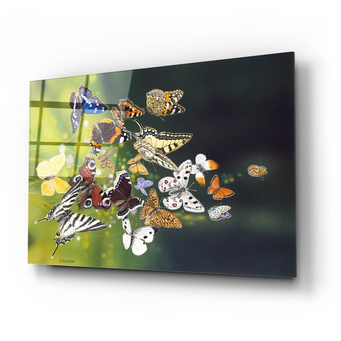 Epic Art 'Butterflies' by Harro Maass, Acrylic Glass Wall Art,24x16