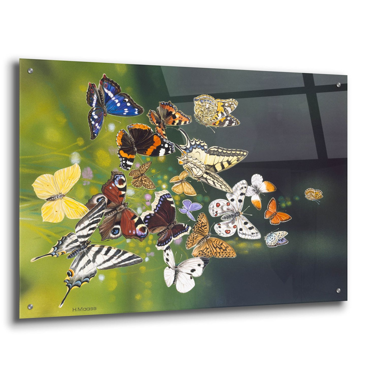 Epic Art 'Butterflies' by Harro Maass, Acrylic Glass Wall Art,36x24