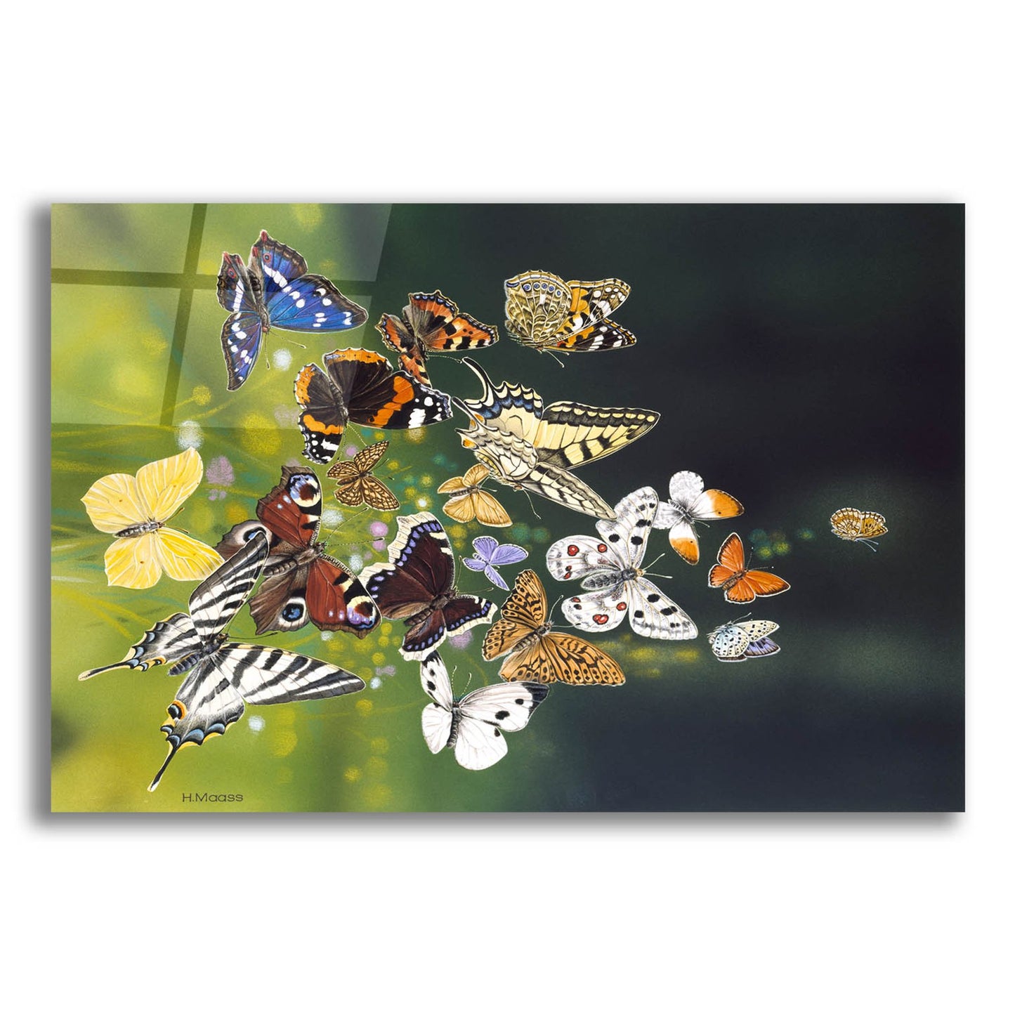 Epic Art 'Butterflies' by Harro Maass, Acrylic Glass Wall Art