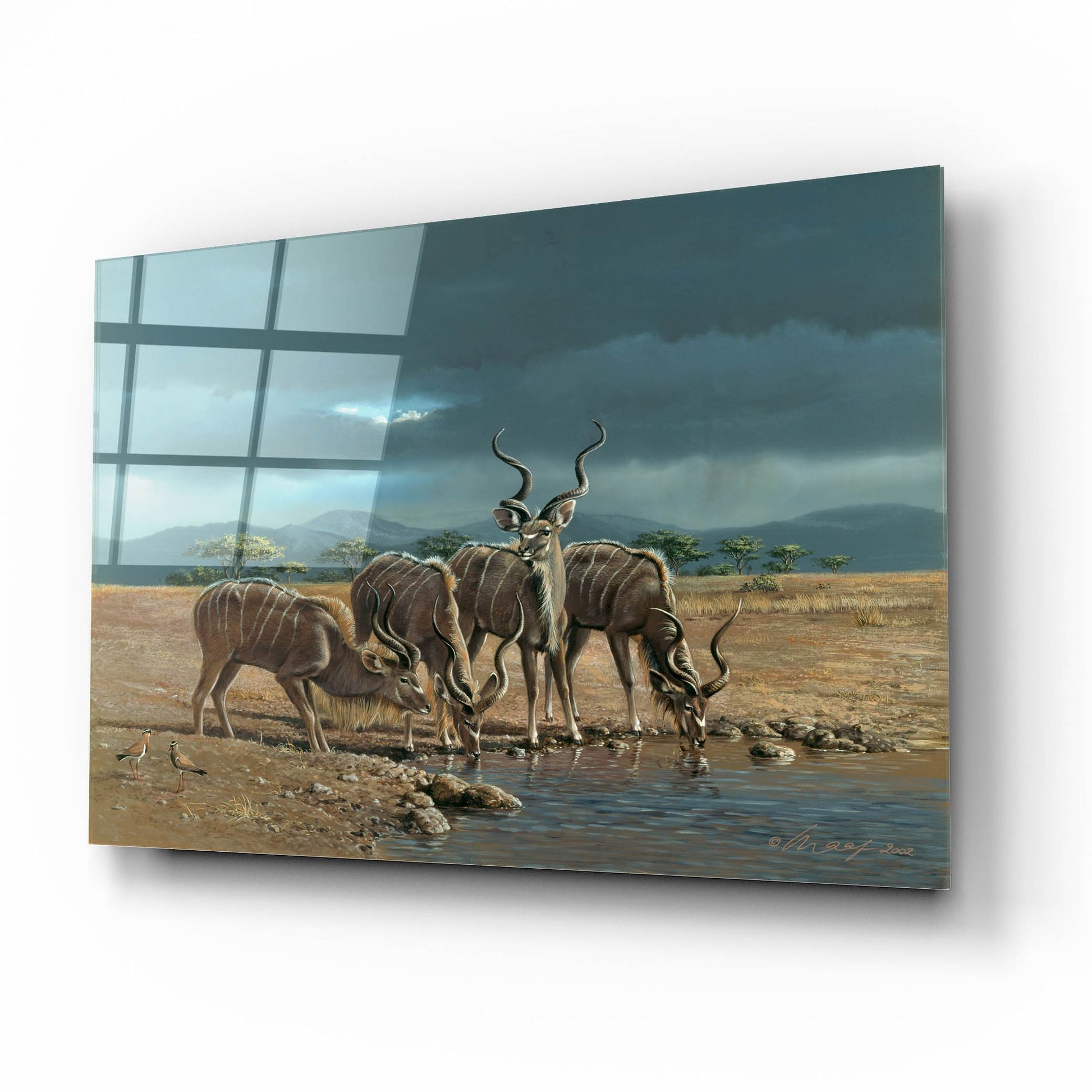 Epic Art 'Greater Kudus' by Harro Maass, Acrylic Glass Wall Art,16x12