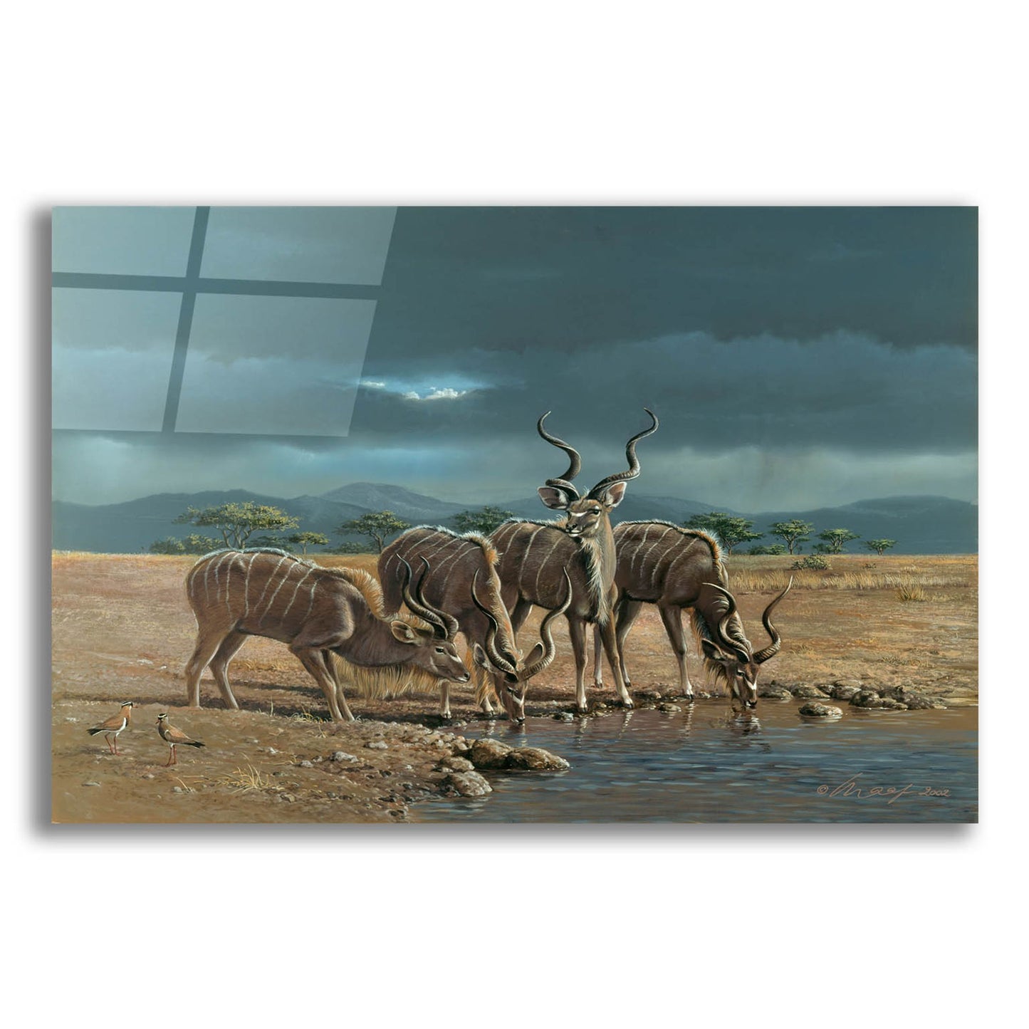 Epic Art 'Greater Kudus' by Harro Maass, Acrylic Glass Wall Art,16x12