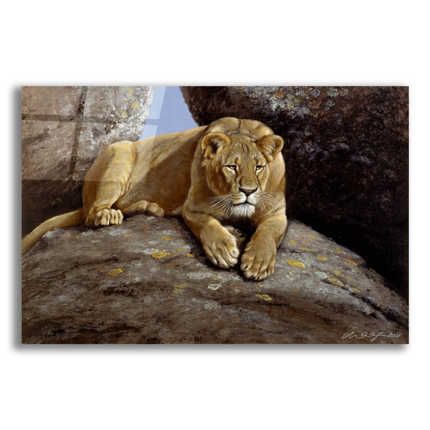 Epic Art 'Lioness' by Harro Maass, Acrylic Glass Wall Art,16x12