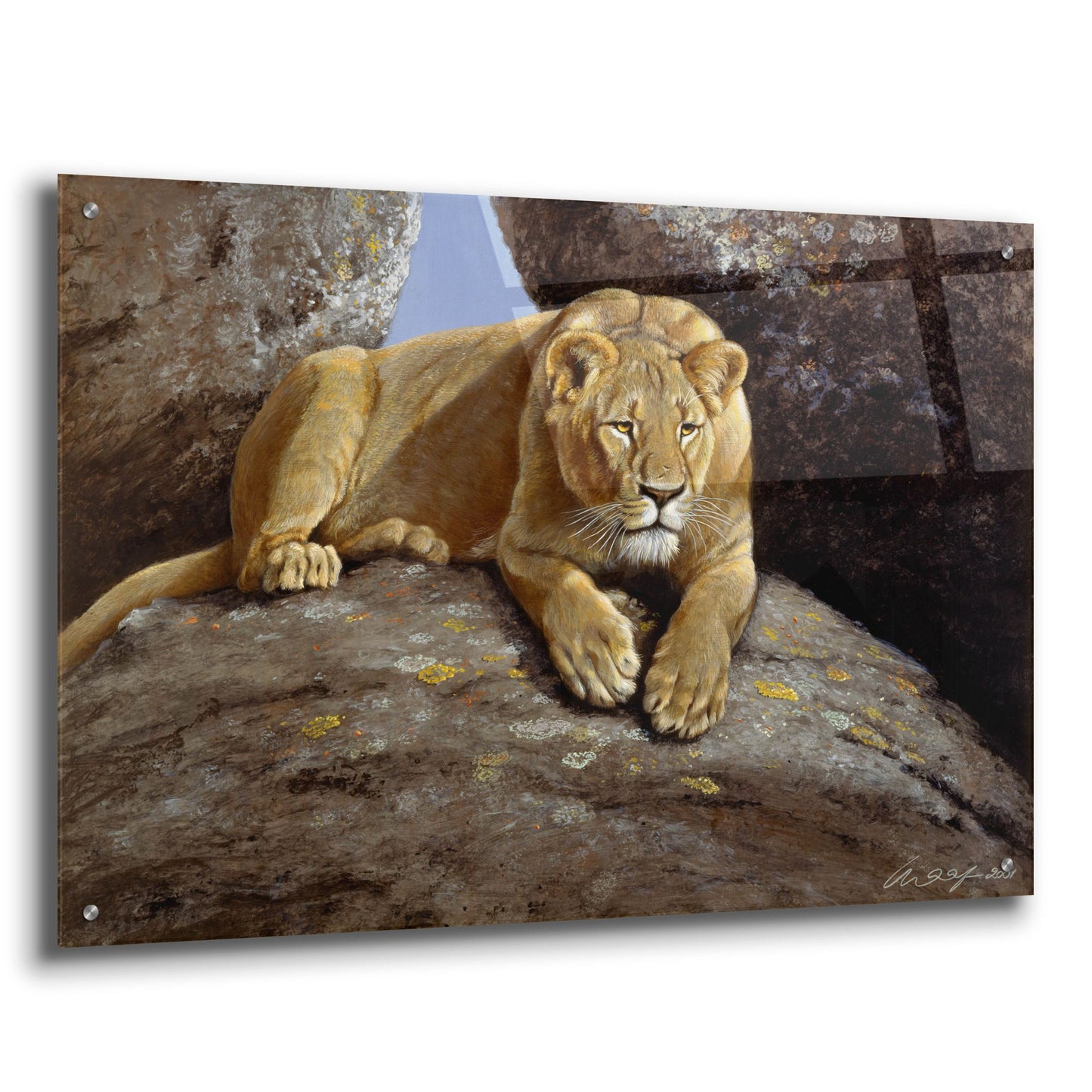 Epic Art 'Lioness' by Harro Maass, Acrylic Glass Wall Art,36x24