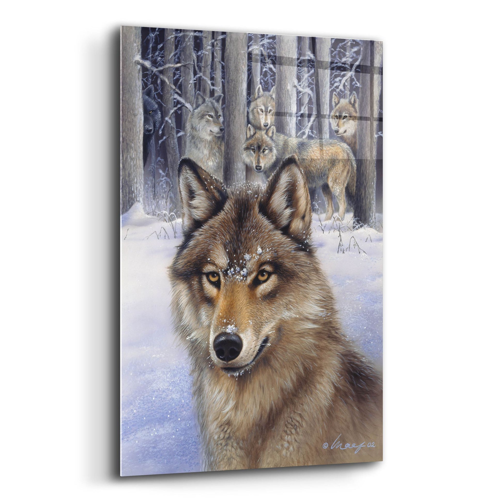 Epic Art 'Wolfpack' by Harro Maass, Acrylic Glass Wall Art,12x16