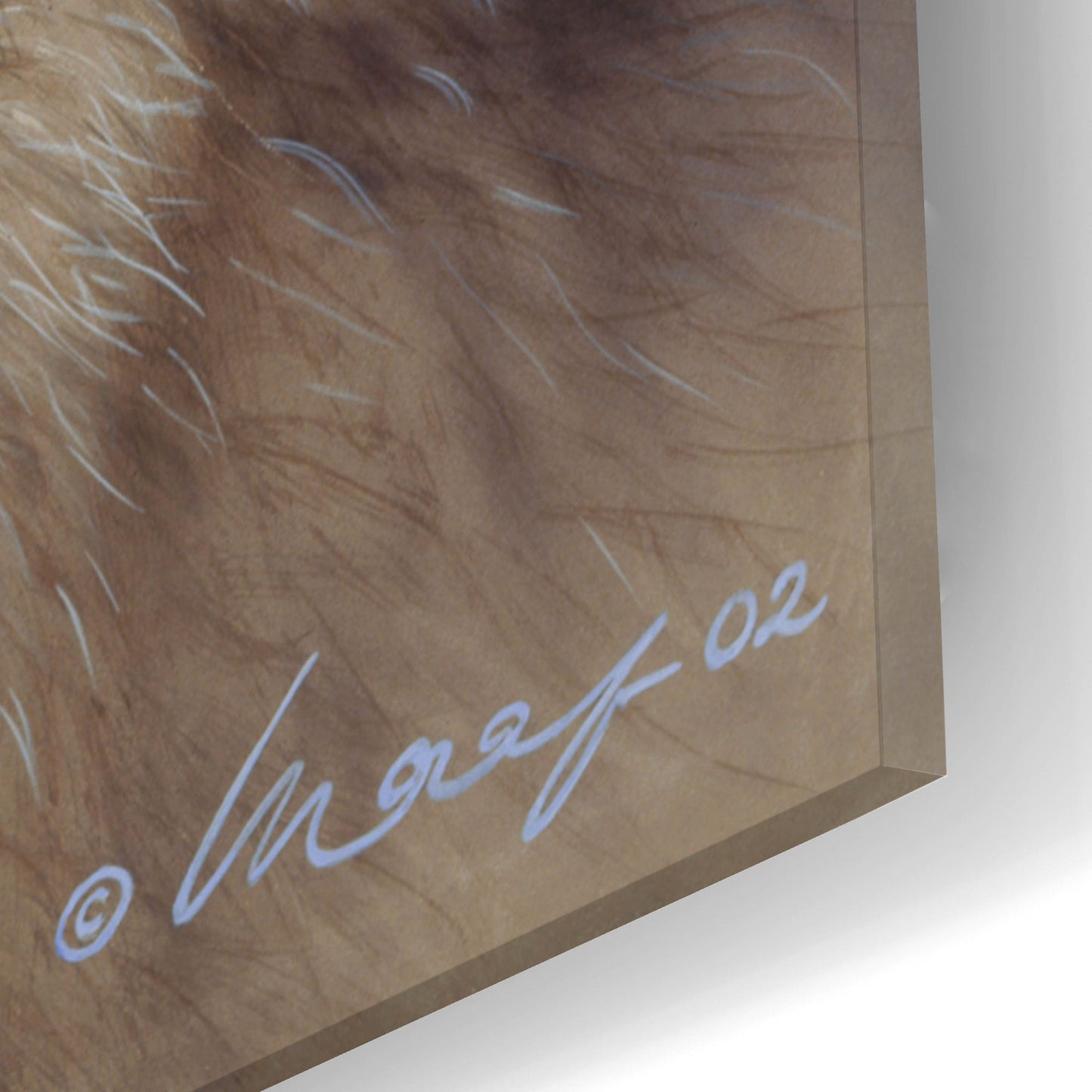 Epic Art 'Wolfpack' by Harro Maass, Acrylic Glass Wall Art,16x24