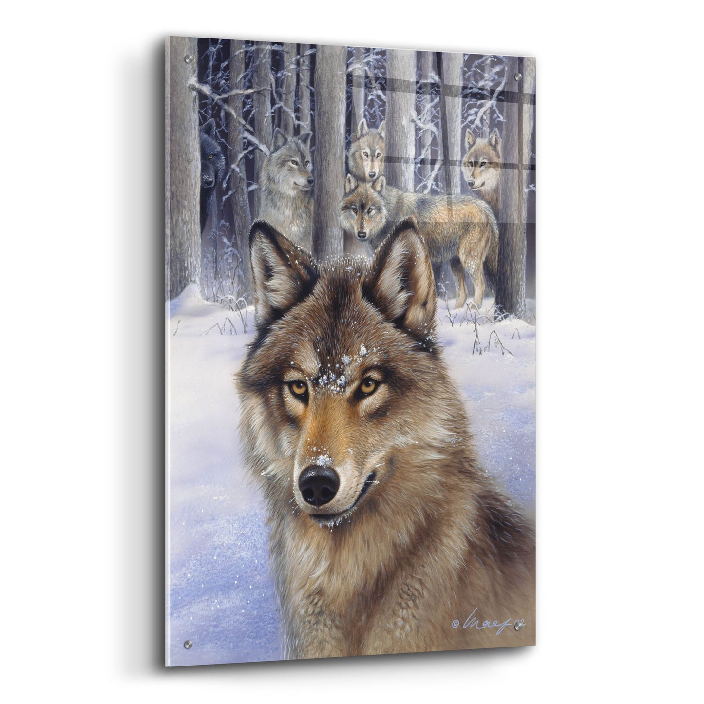 Epic Art 'Wolfpack' by Harro Maass, Acrylic Glass Wall Art,24x36