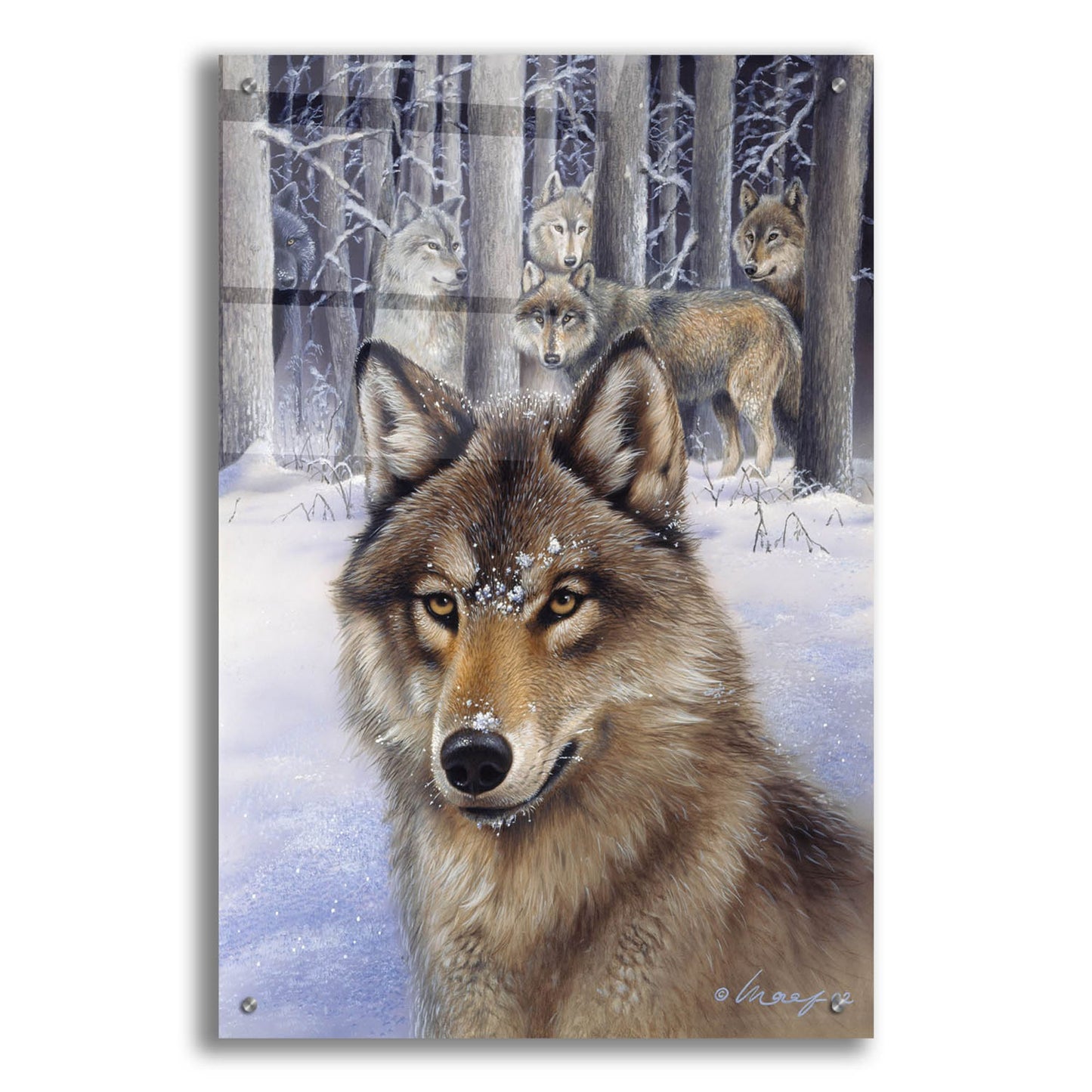 Epic Art 'Wolfpack' by Harro Maass, Acrylic Glass Wall Art,24x36