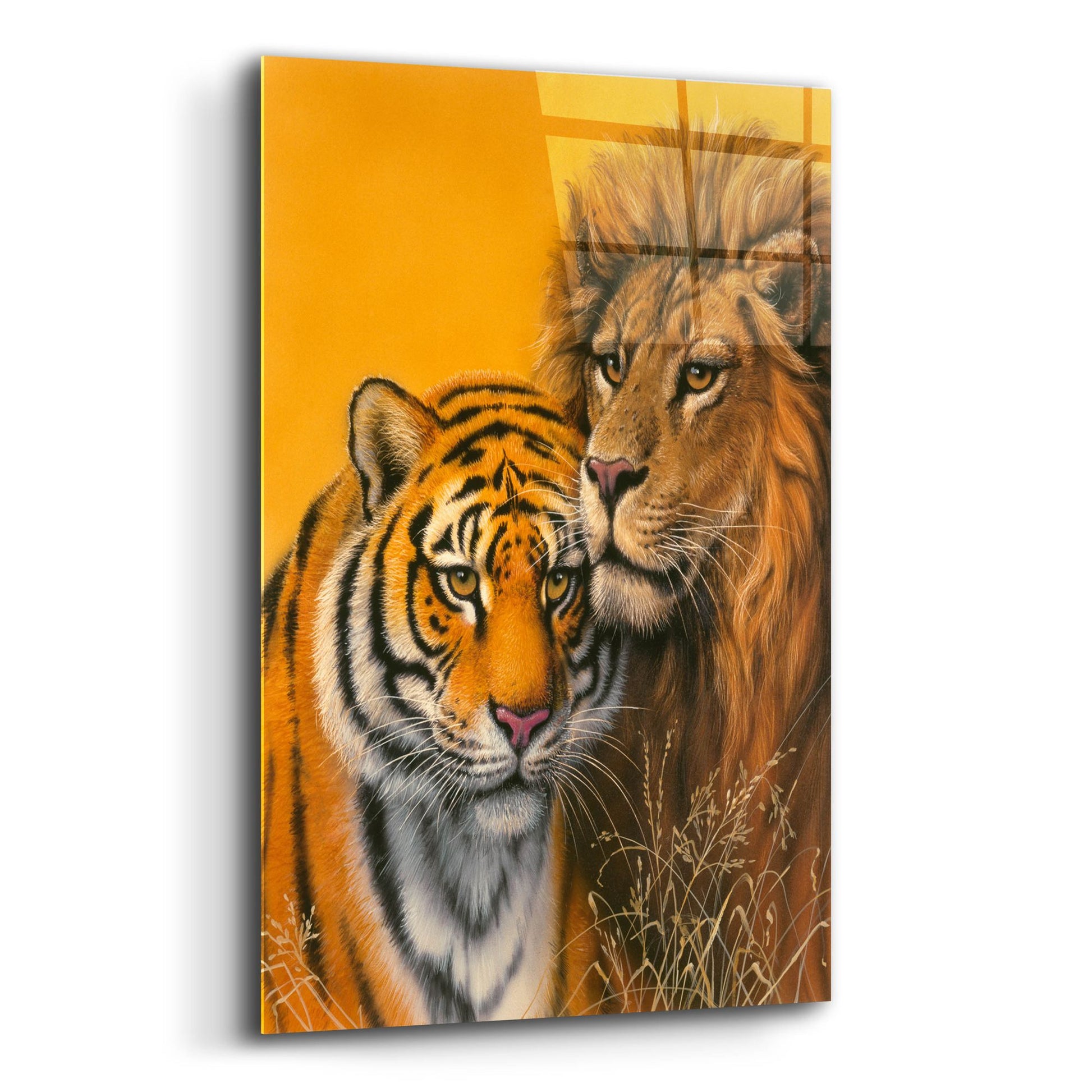 Epic Art 'Lion & Tiger' by Harro Maass, Acrylic Glass Wall Art,12x16