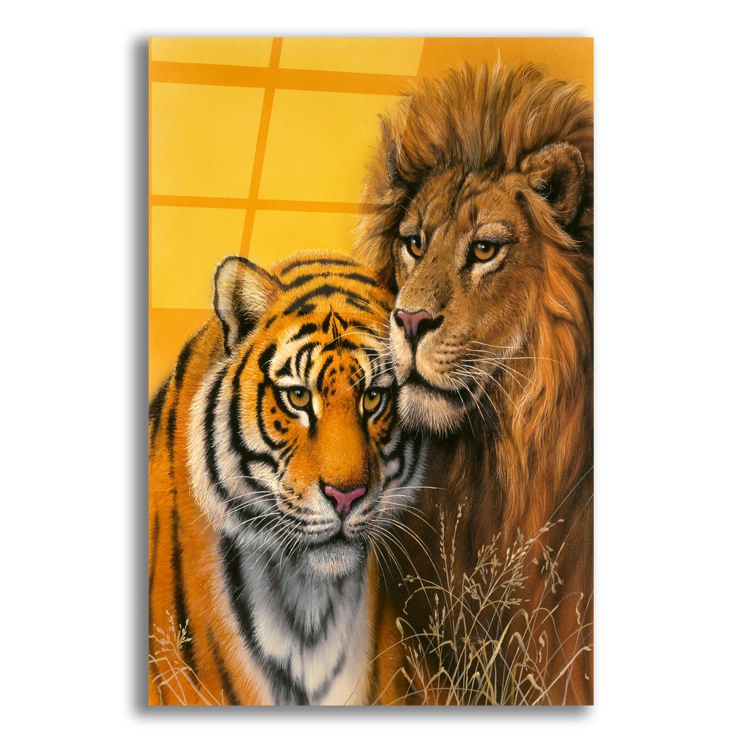 Epic Art 'Lion & Tiger' by Harro Maass, Acrylic Glass Wall Art,12x16