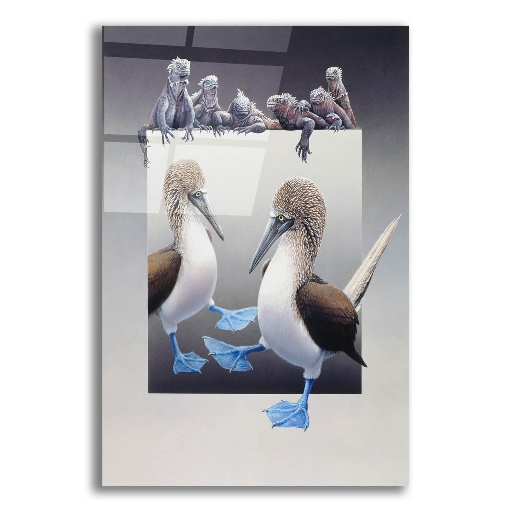 Epic Art 'Bluefooted Boobies And Marine Iguanas' by Harro Maass, Acrylic Glass Wall Art,12x16