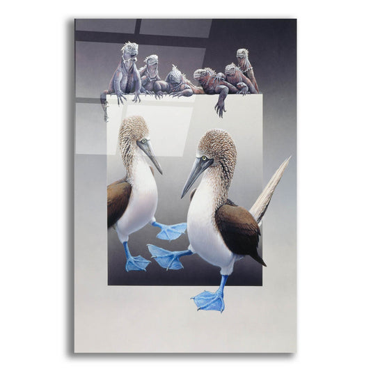 Epic Art 'Bluefooted Boobies And Marine Iguanas' by Harro Maass, Acrylic Glass Wall Art