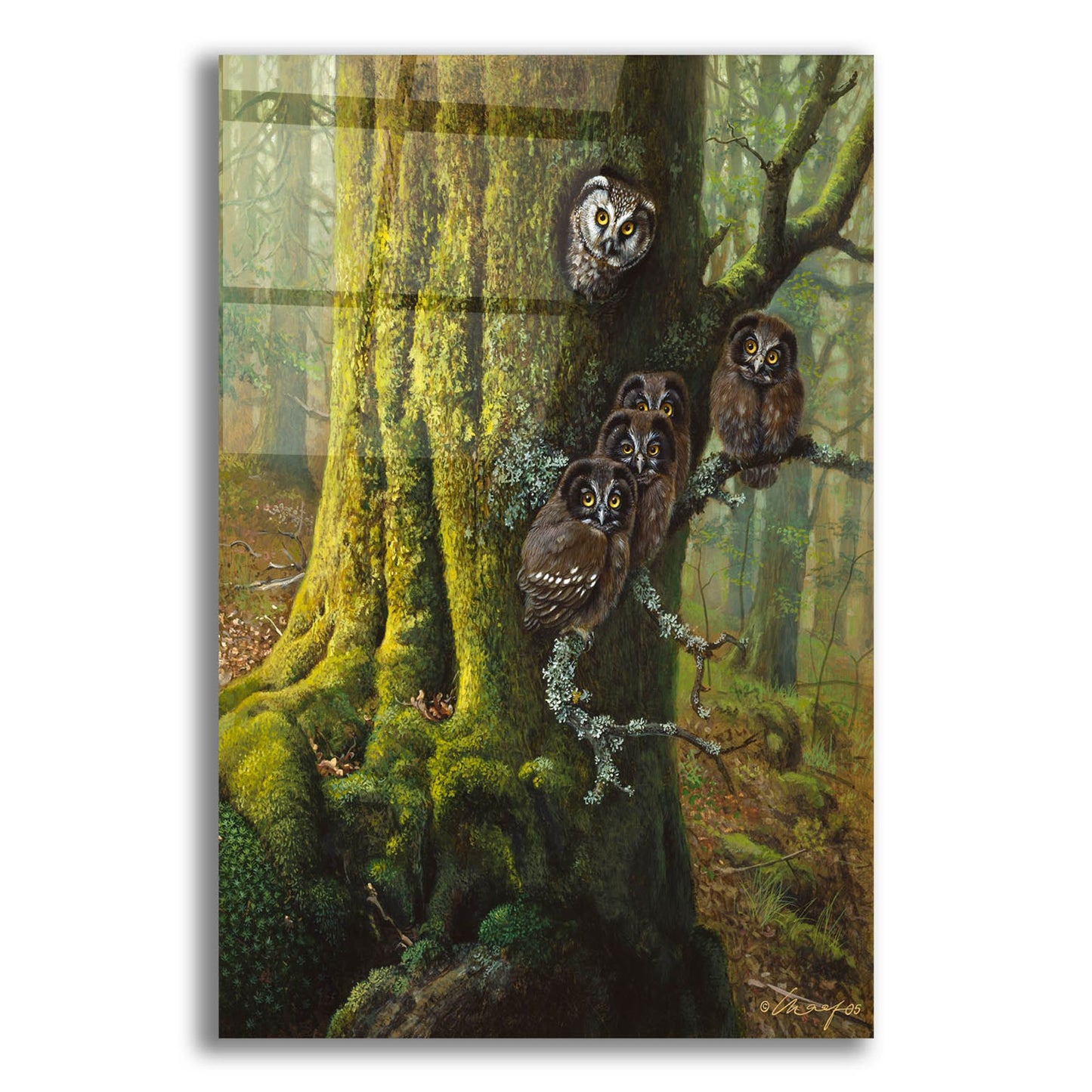 Epic Art 'Tengmalms Owls' by Harro Maass, Acrylic Glass Wall Art,12x16