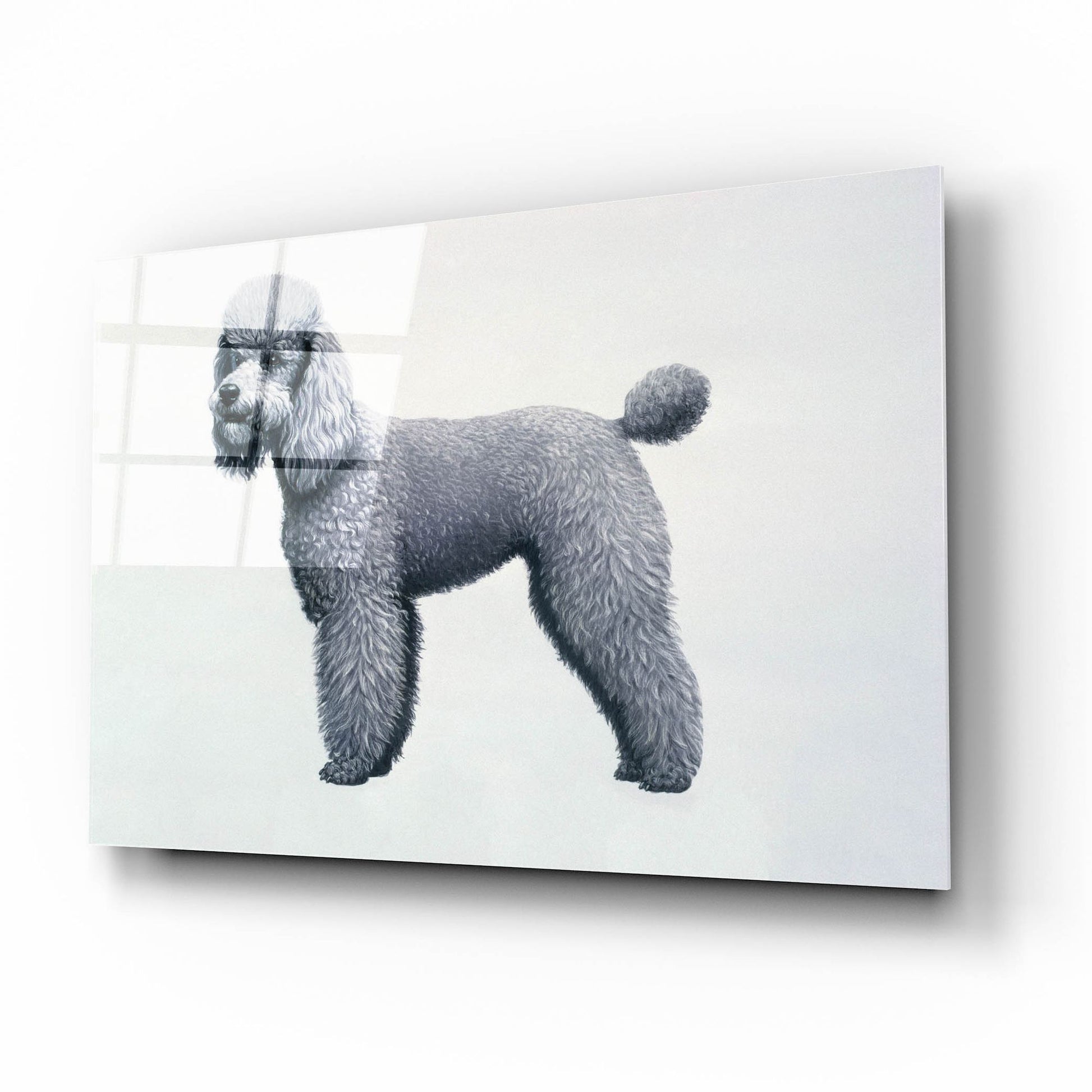 Epic Art 'Poodle' by Harro Maass, Acrylic Glass Wall Art,16x12