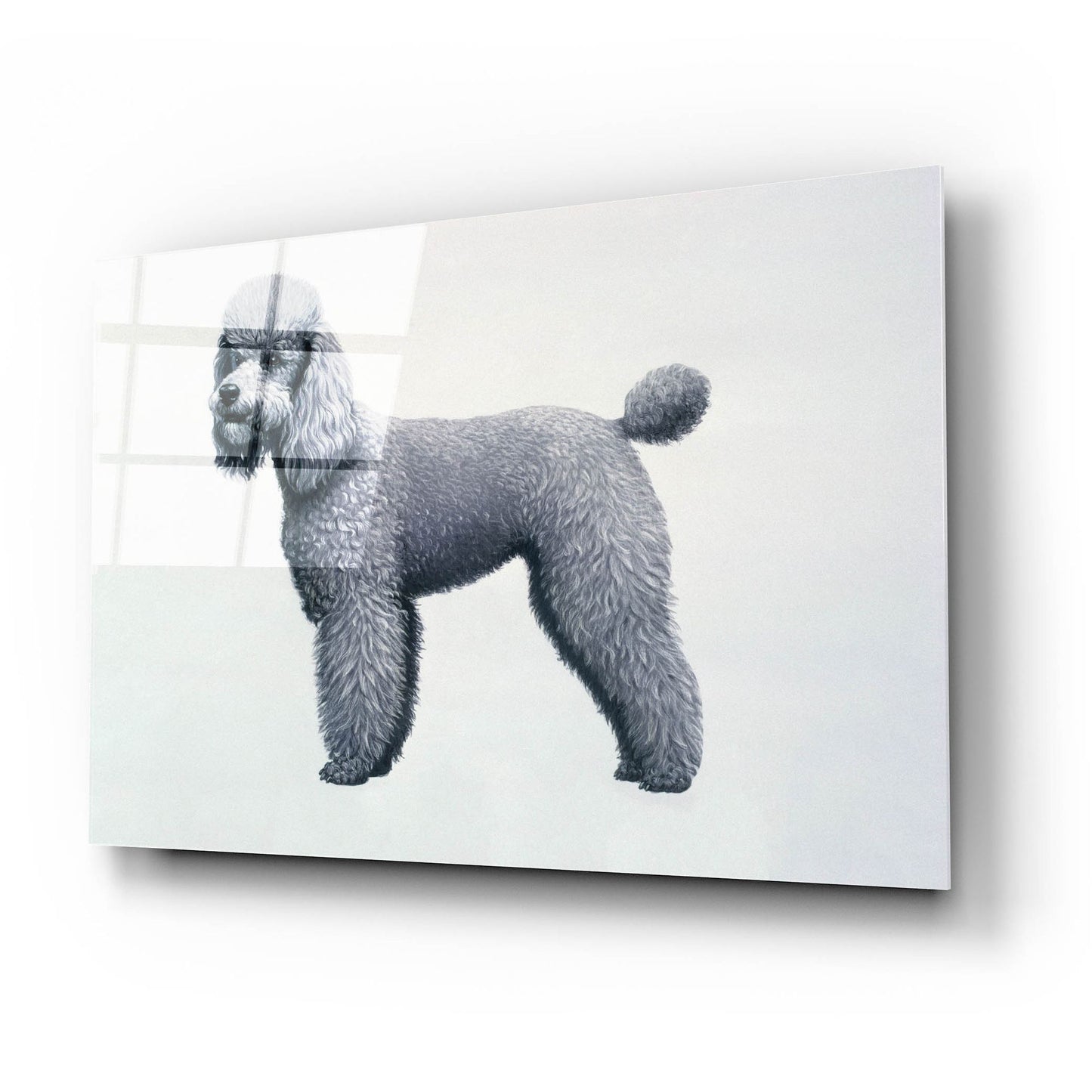 Epic Art 'Poodle' by Harro Maass, Acrylic Glass Wall Art,24x16