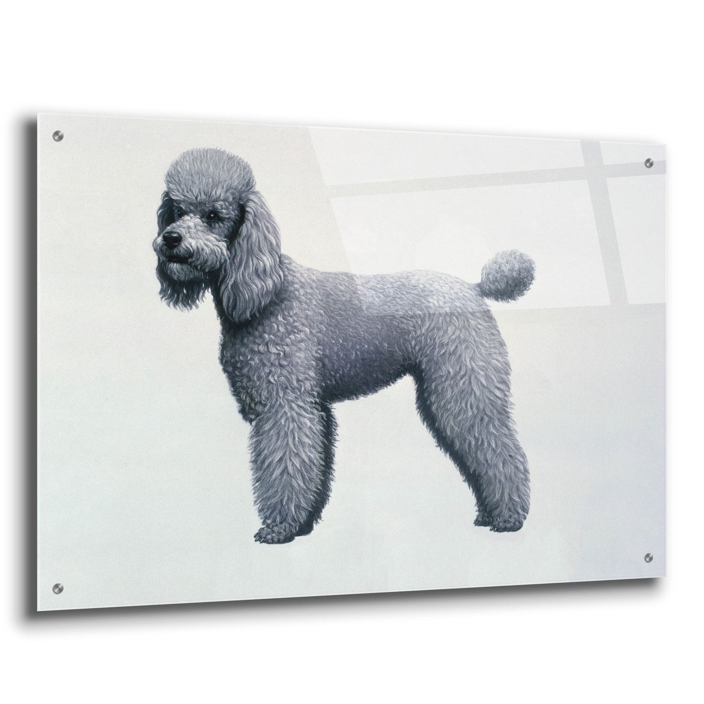 Epic Art 'Poodle' by Harro Maass, Acrylic Glass Wall Art,36x24