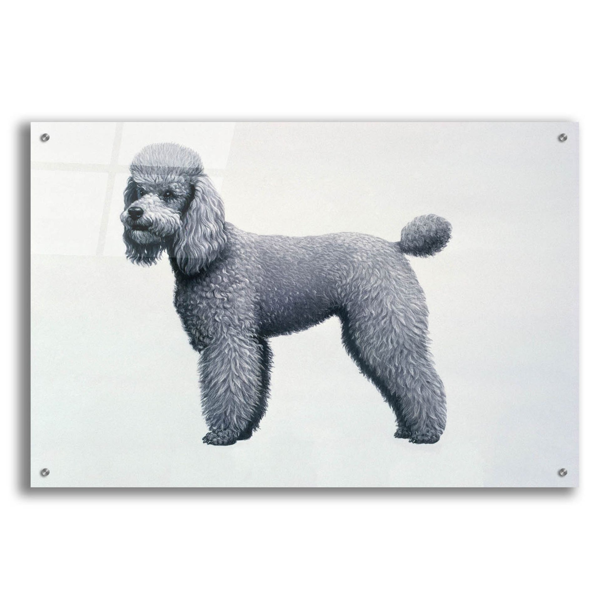 Epic Art 'Poodle' by Harro Maass, Acrylic Glass Wall Art,36x24
