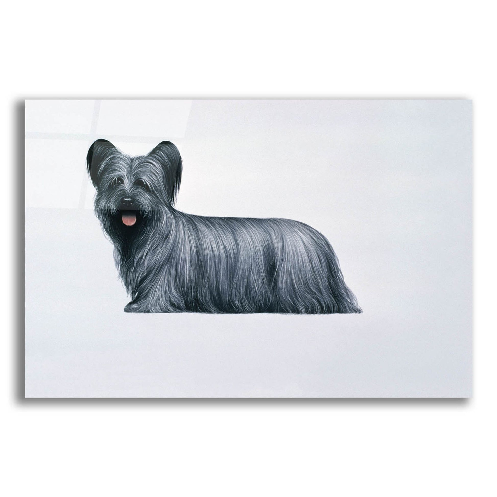 Epic Art 'Sky Terrier' by Harro Maass, Acrylic Glass Wall Art,24x16