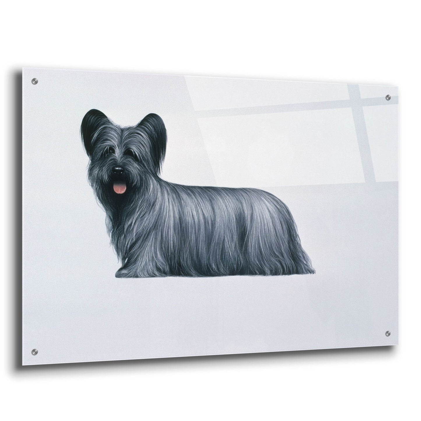 Epic Art 'Sky Terrier' by Harro Maass, Acrylic Glass Wall Art,36x24