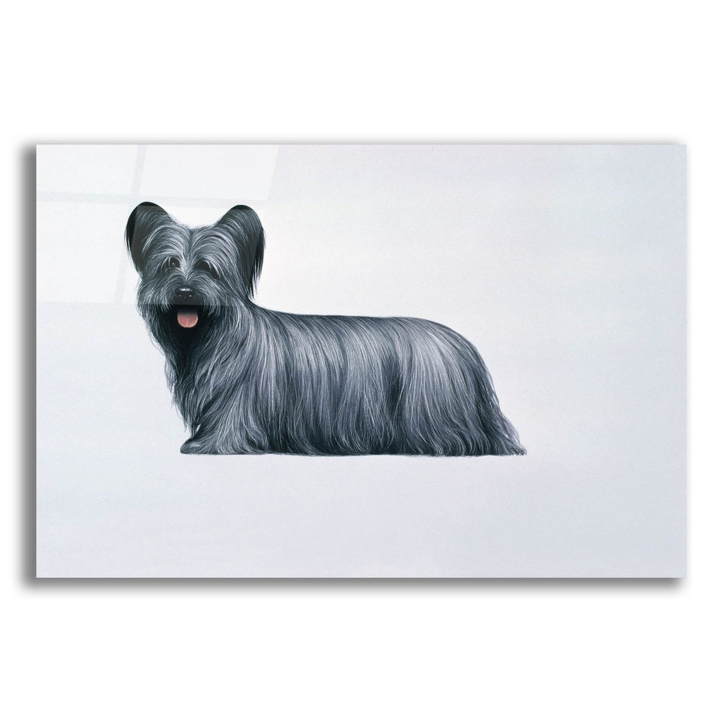 Epic Art 'Sky Terrier' by Harro Maass, Acrylic Glass Wall Art