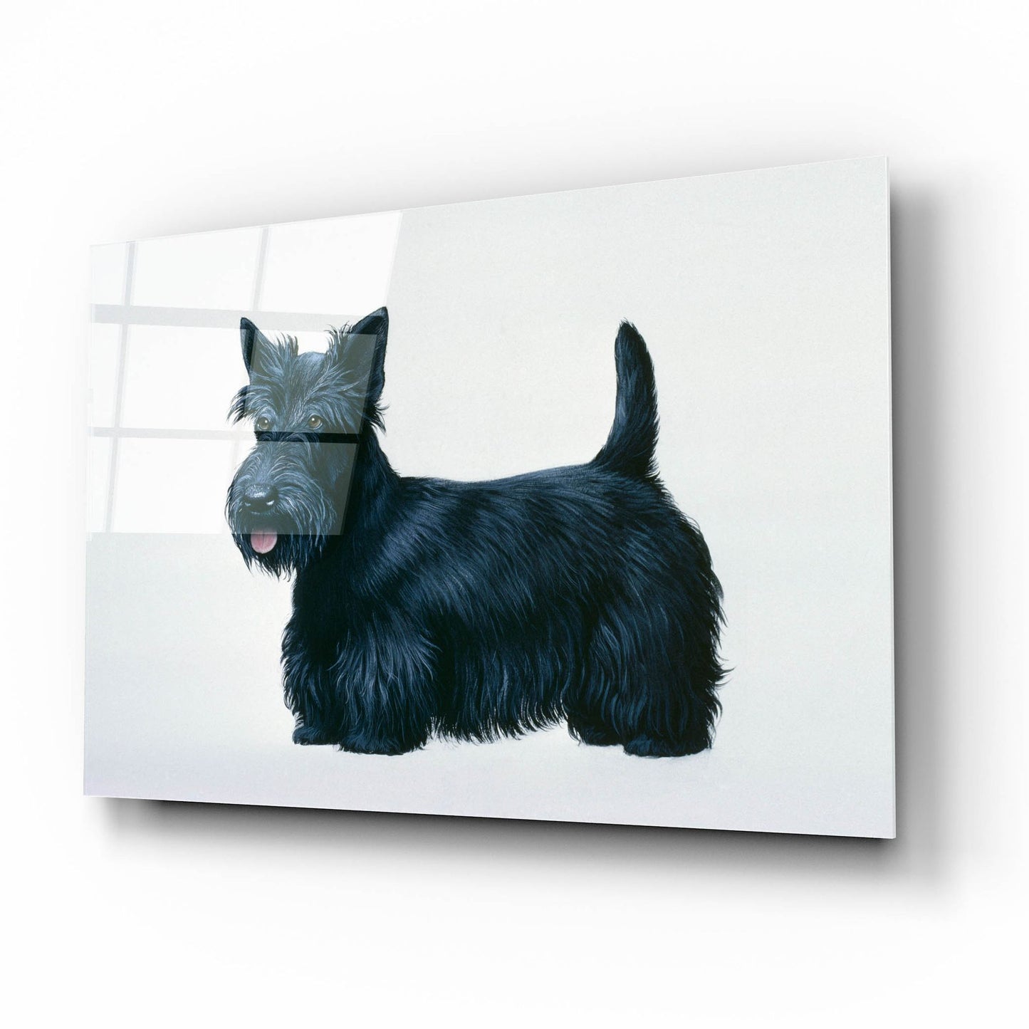 Epic Art 'Scottish Terrier' by Harro Maass, Acrylic Glass Wall Art,16x12