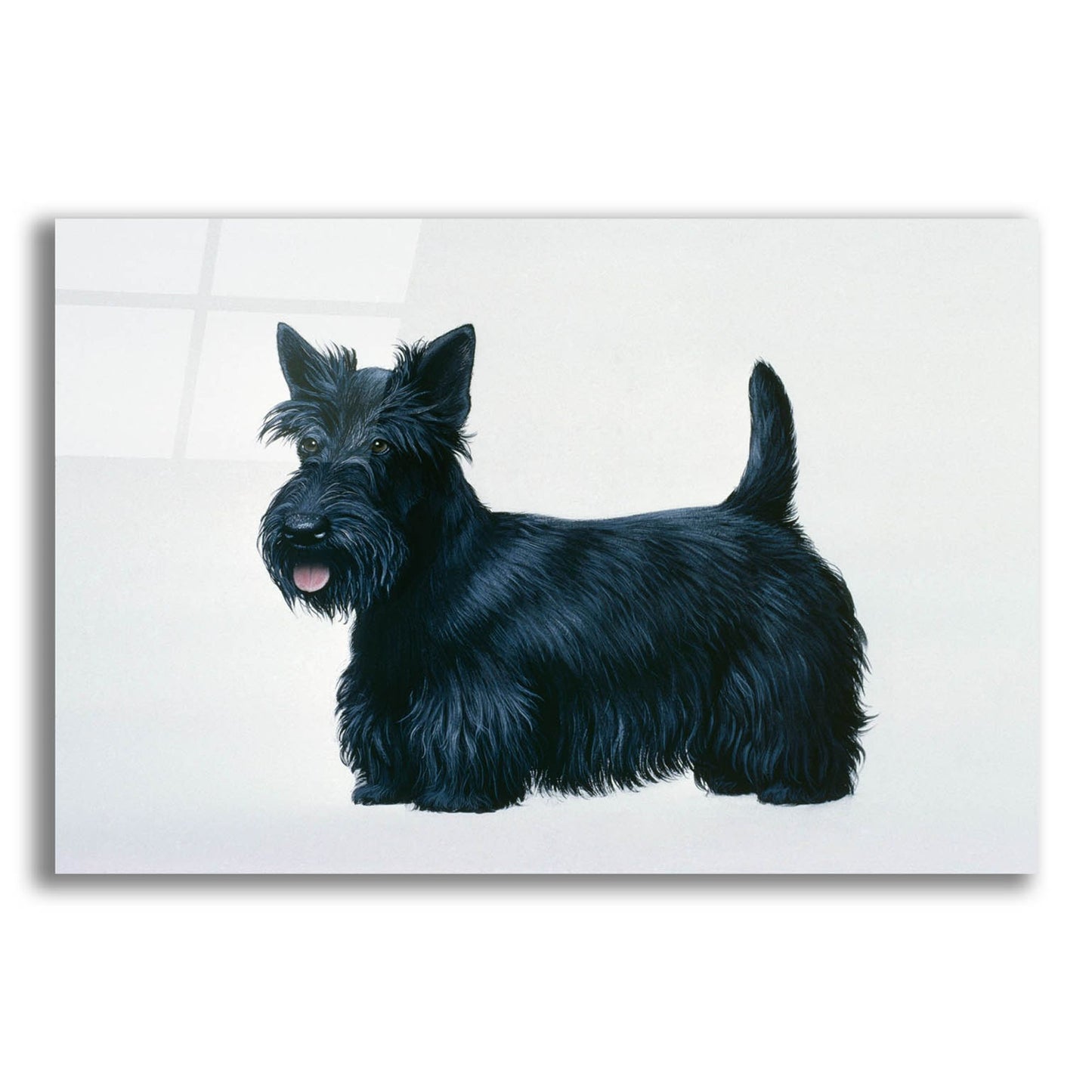 Epic Art 'Scottish Terrier' by Harro Maass, Acrylic Glass Wall Art,16x12