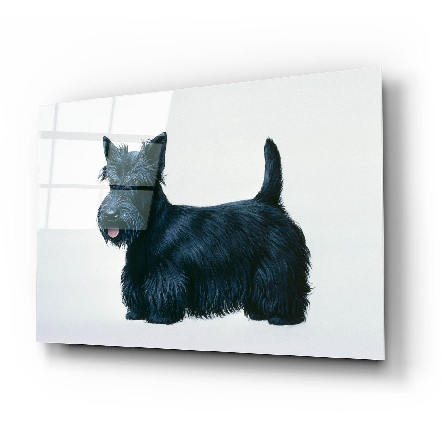 Epic Art 'Scottish Terrier' by Harro Maass, Acrylic Glass Wall Art,24x16