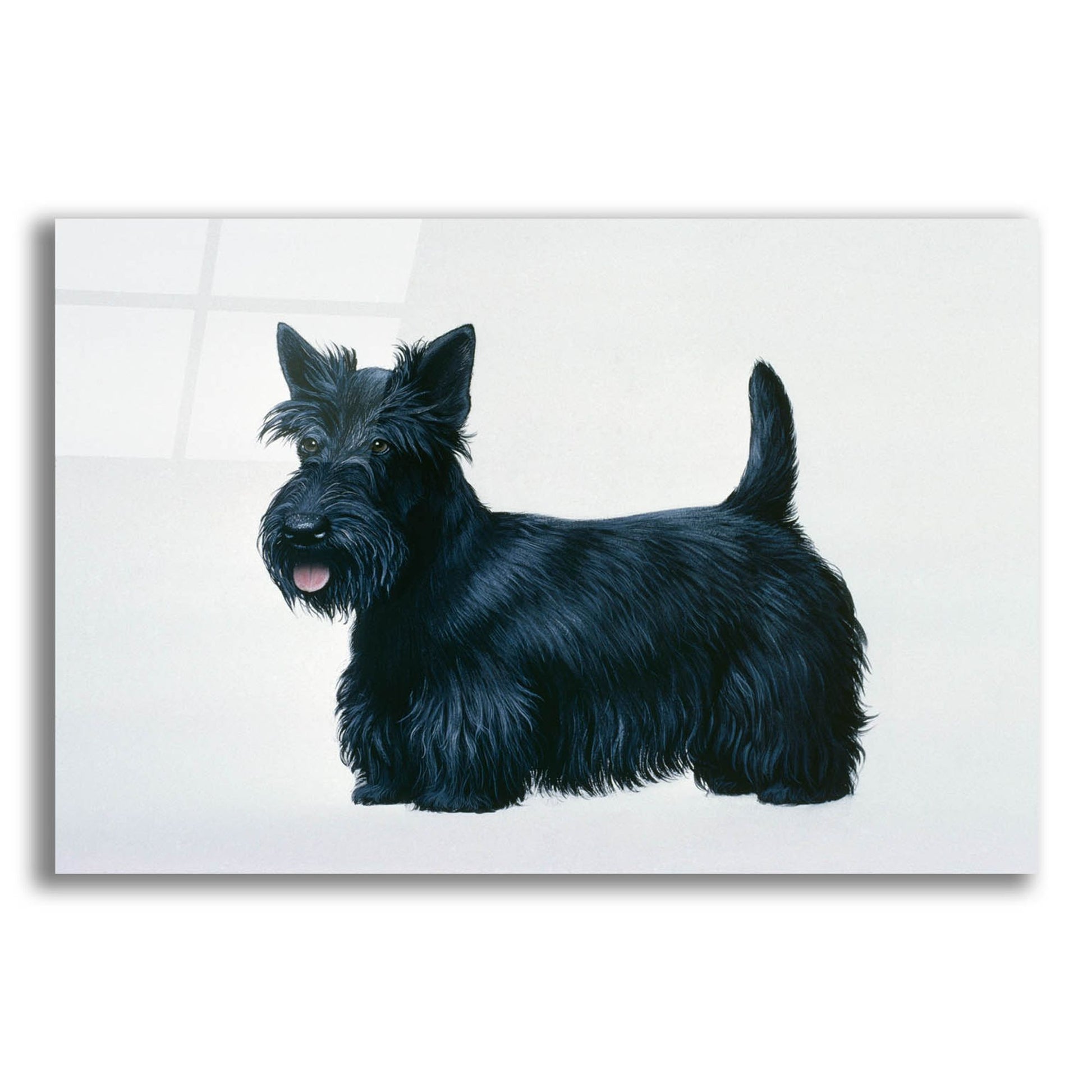 Epic Art 'Scottish Terrier' by Harro Maass, Acrylic Glass Wall Art,24x16