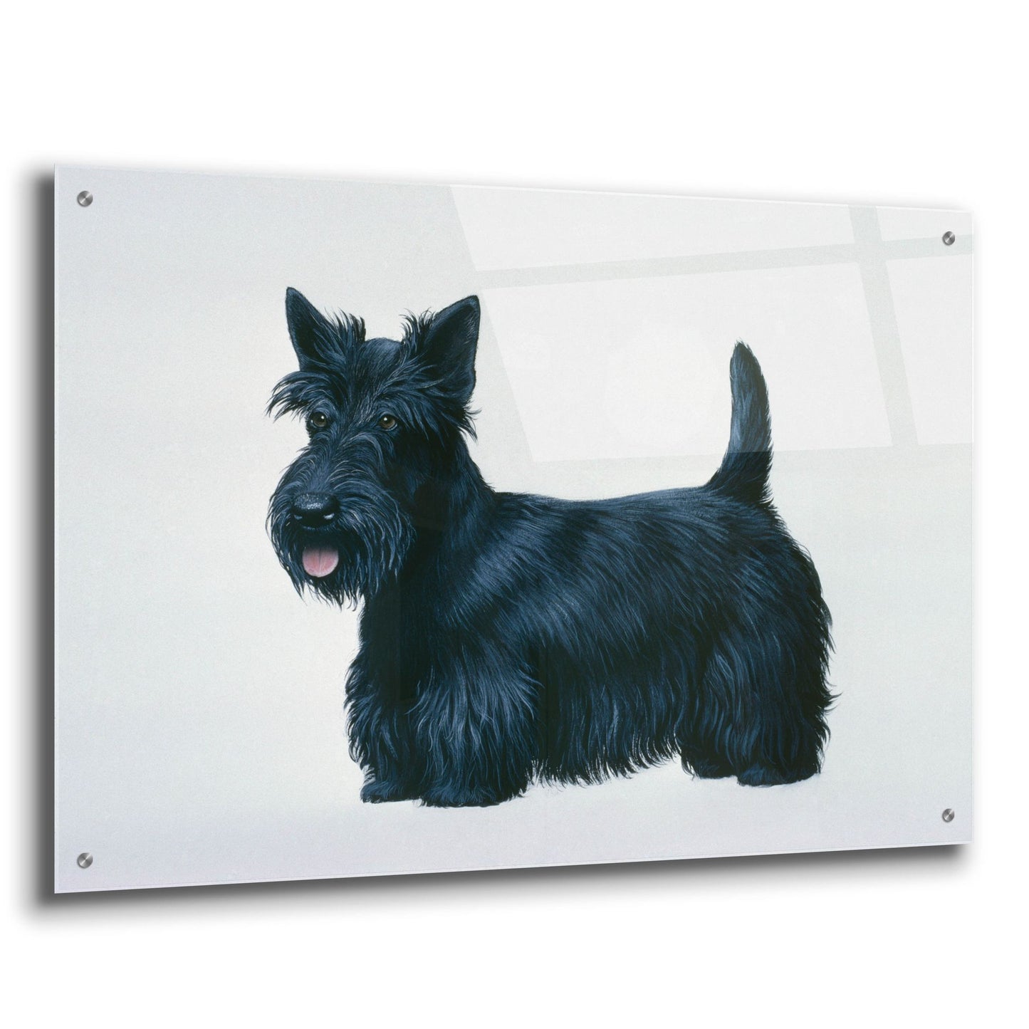 Epic Art 'Scottish Terrier' by Harro Maass, Acrylic Glass Wall Art,36x24